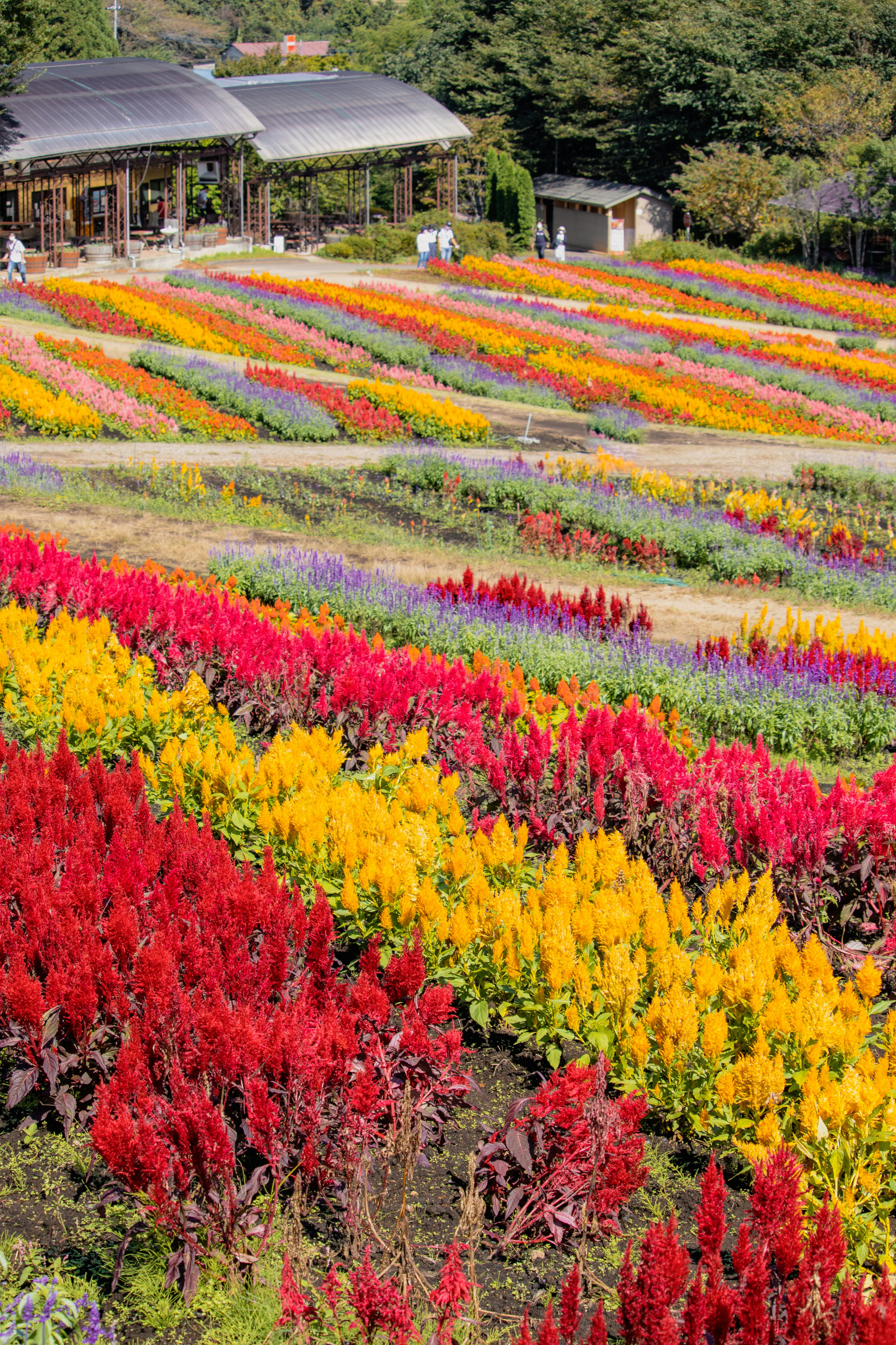 色彩繽紛的花田，紅色、黃色和紫色的花朵成排