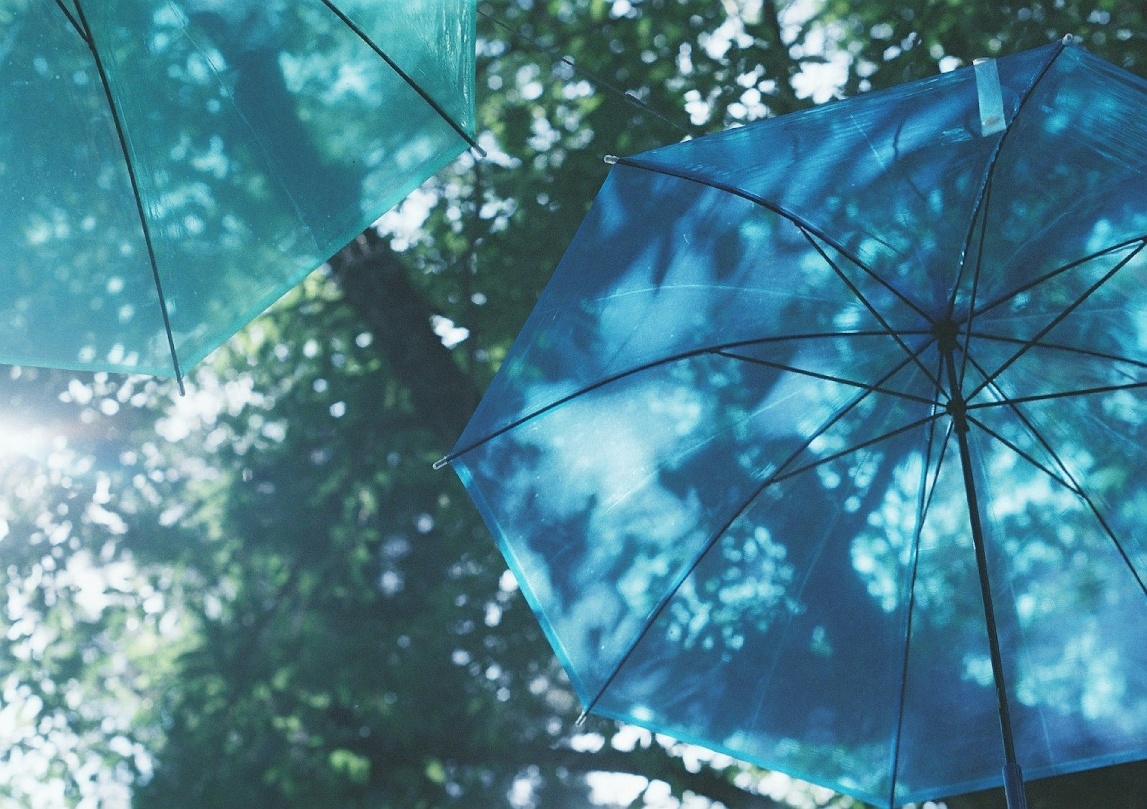 Sombrillas azules entre los árboles con luz solar filtrándose