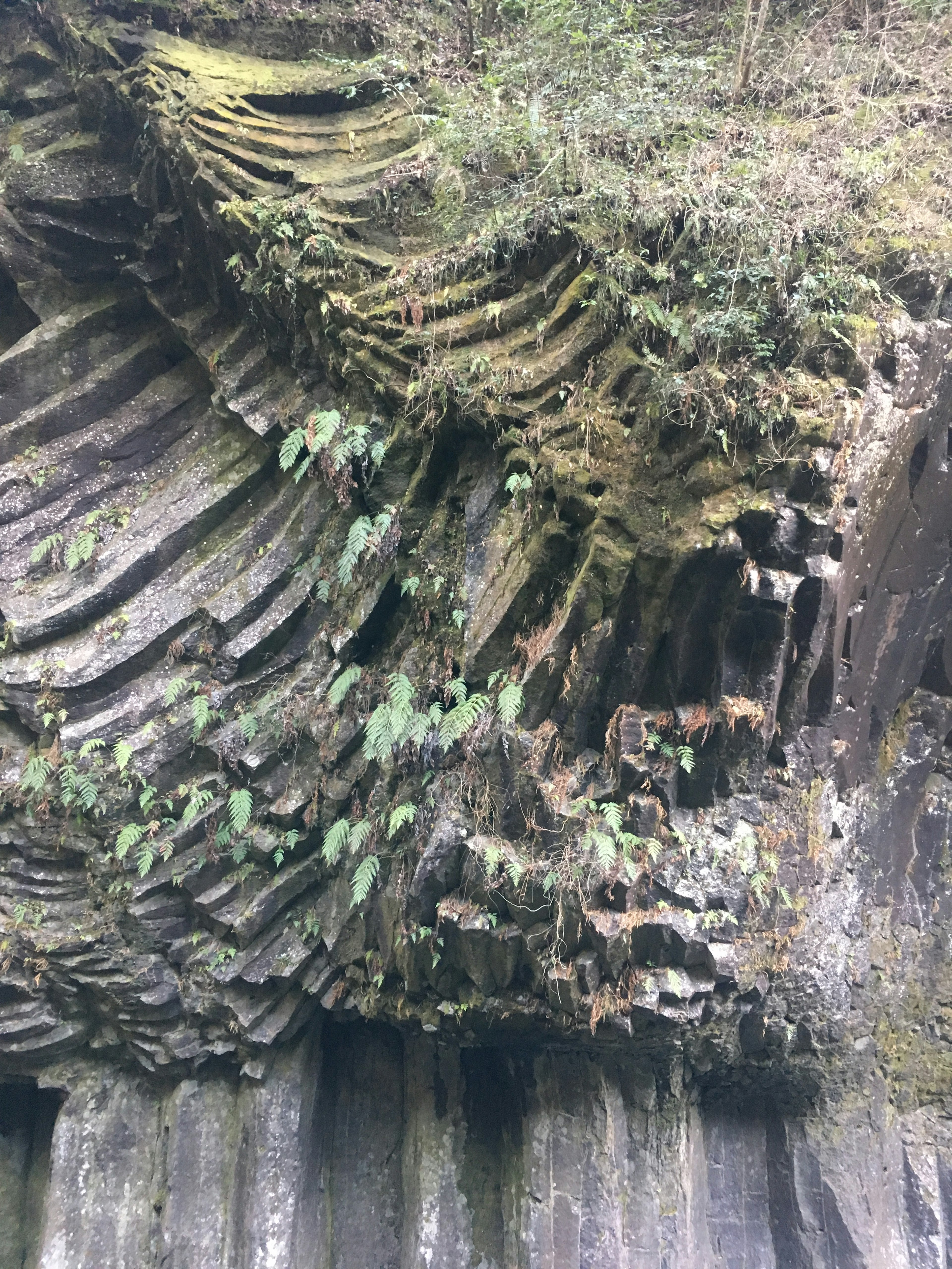 Unique layered rock surface with green plants growing in a natural setting