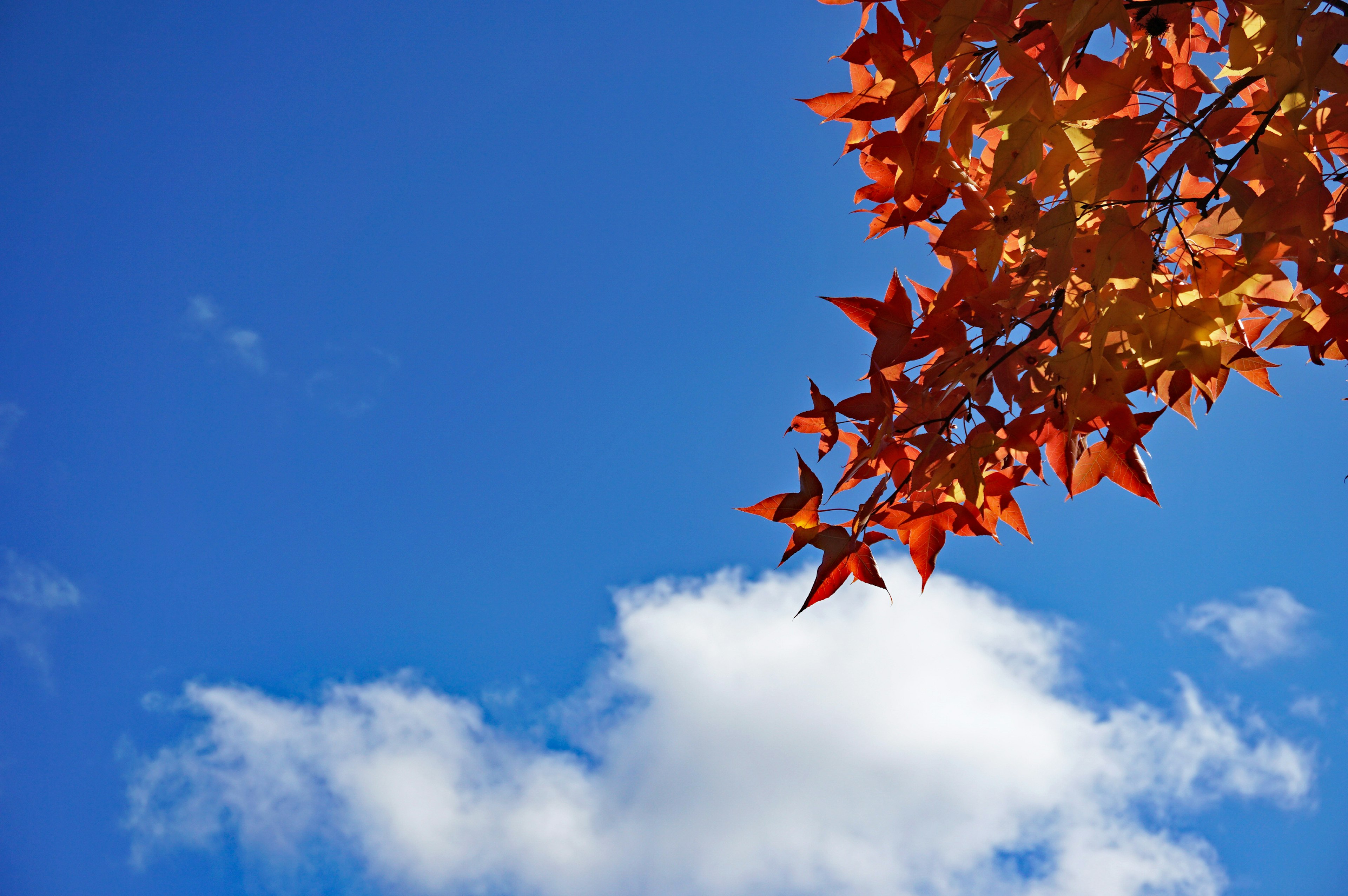 Close-up of red leaves against a blue sky