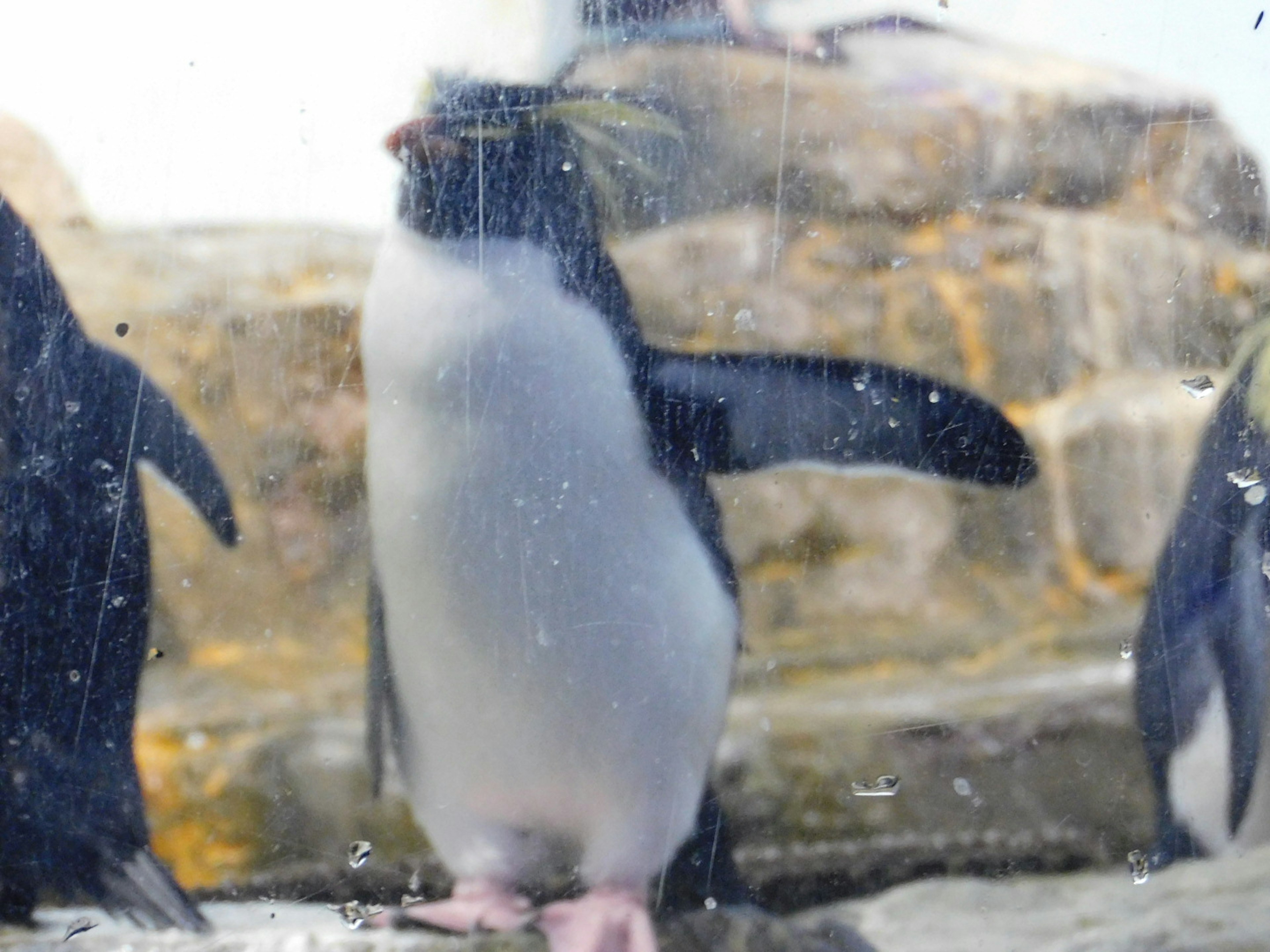 Un pinguino in piedi dietro il vetro di un acquario con uno sfondo sfocato