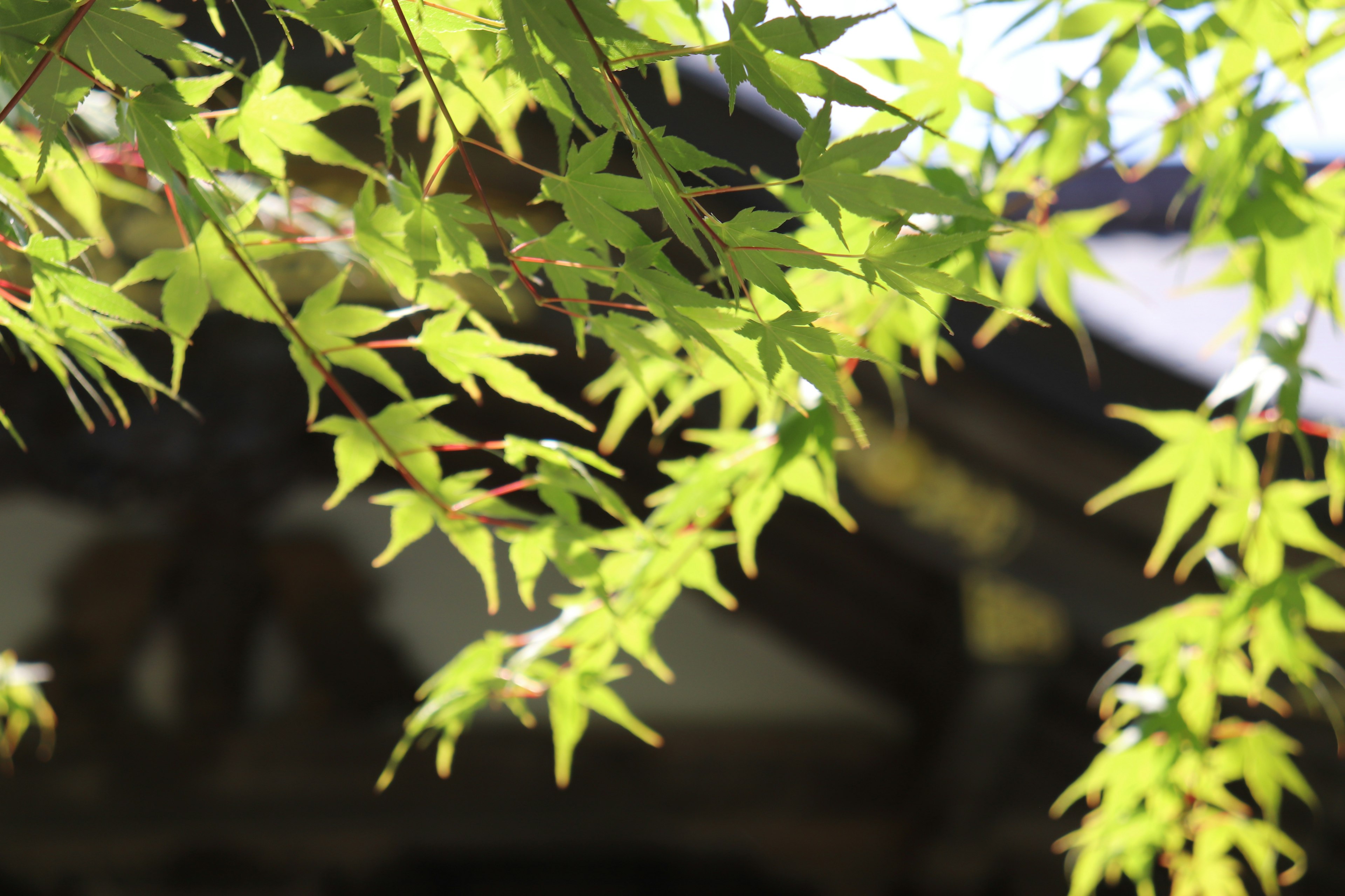 Bright green maple leaves illuminated by sunlight with a blurred building in the background