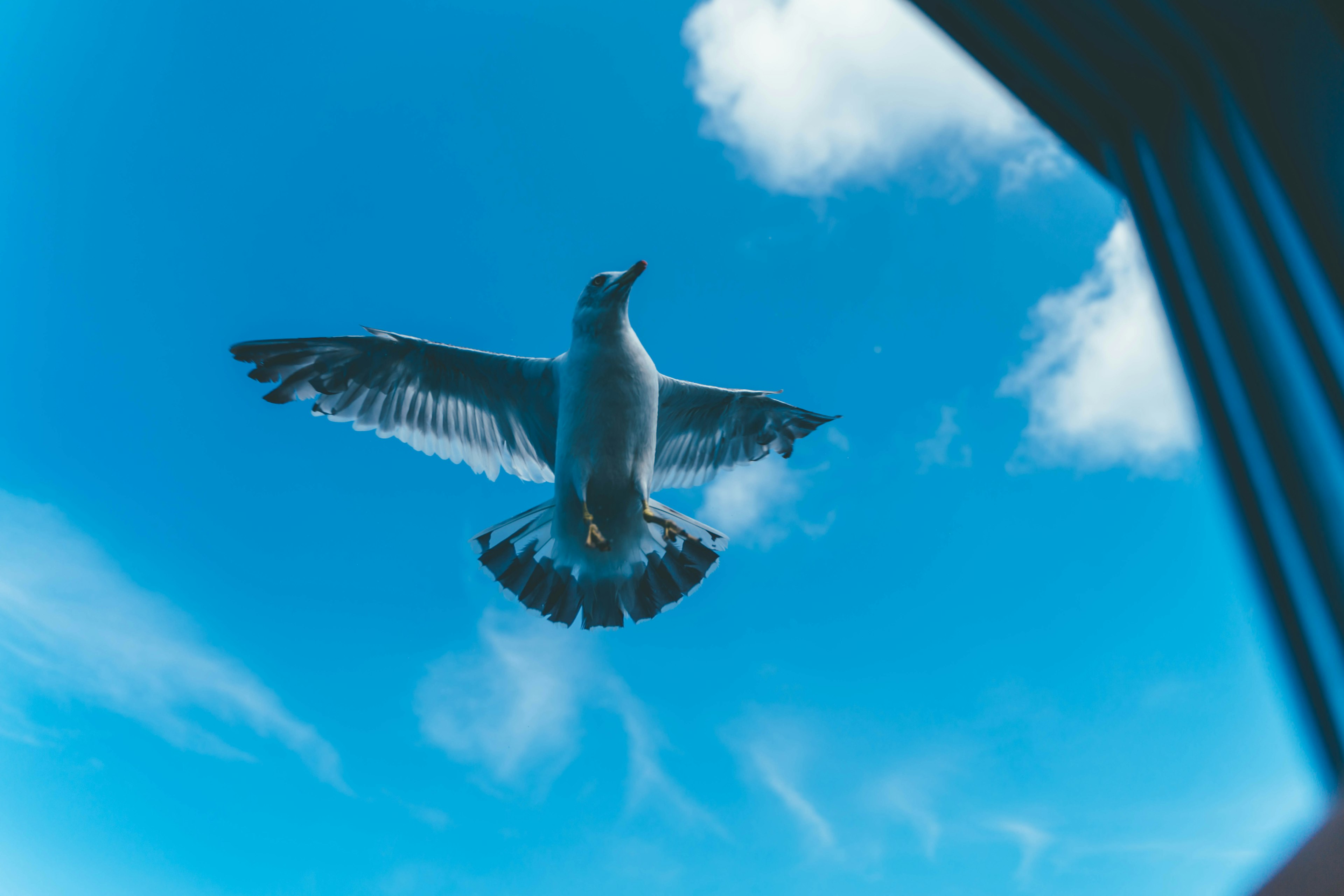 Burung camar terbang dengan sayap terbentang di langit biru