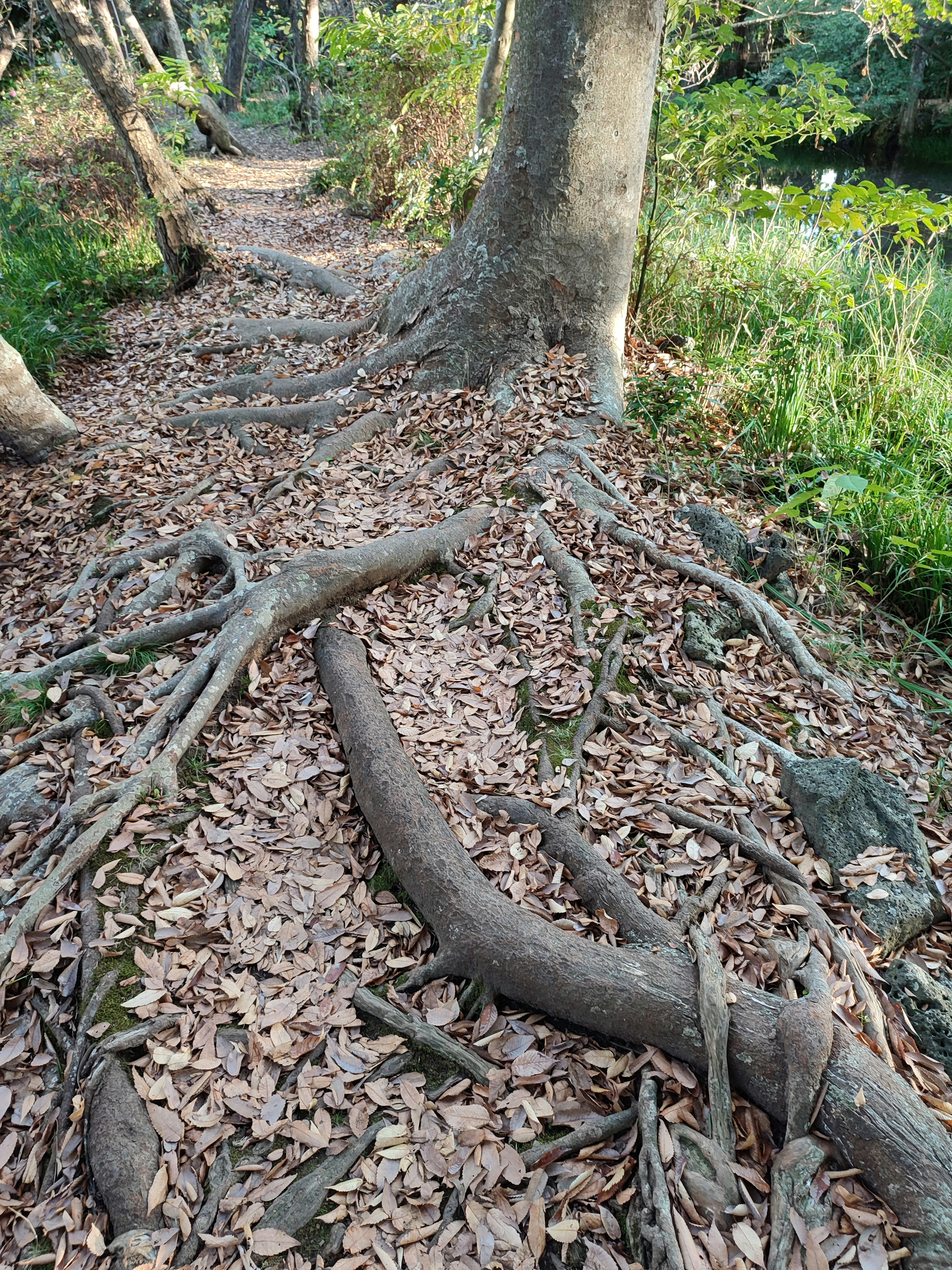 A pathway with exposed tree roots and fallen leaves