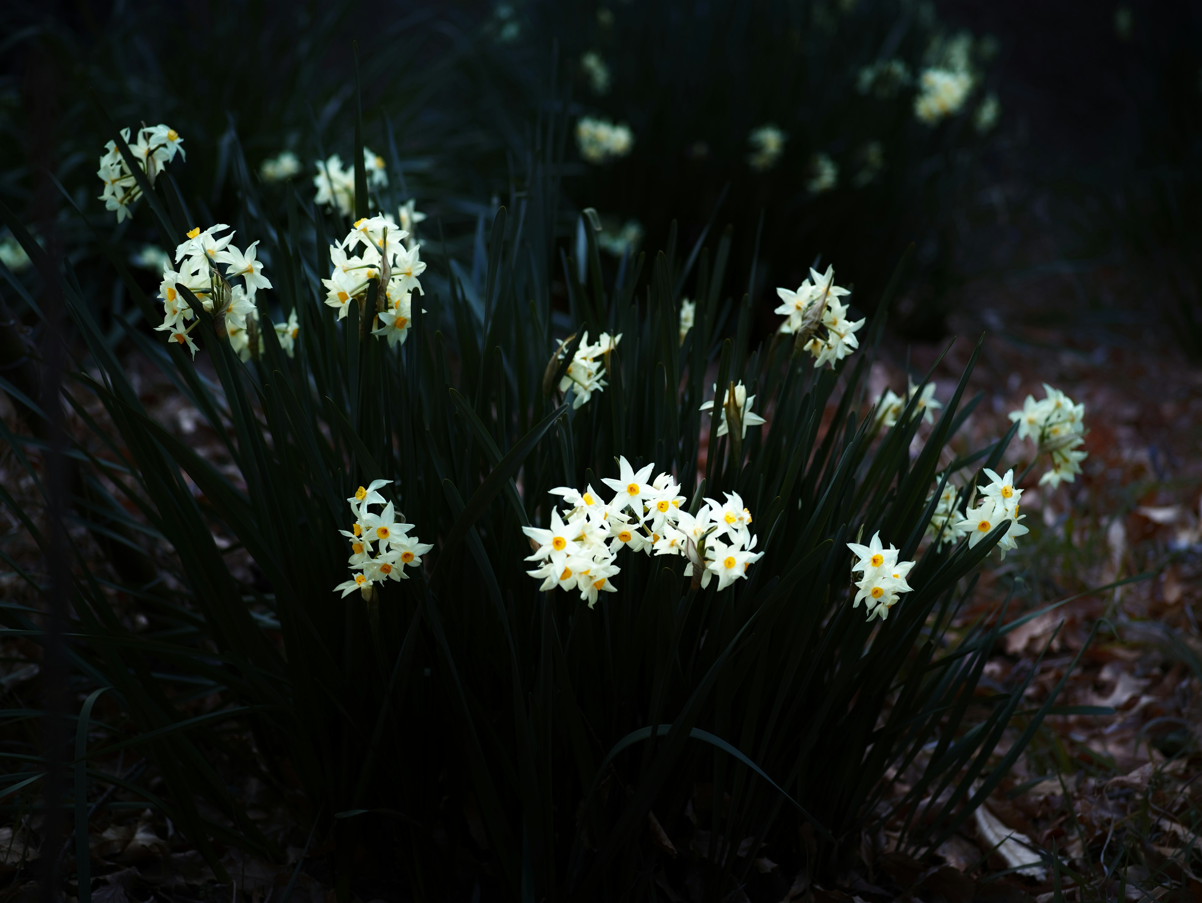 Groupe de jonquilles jaunes fleurissant sur fond sombre