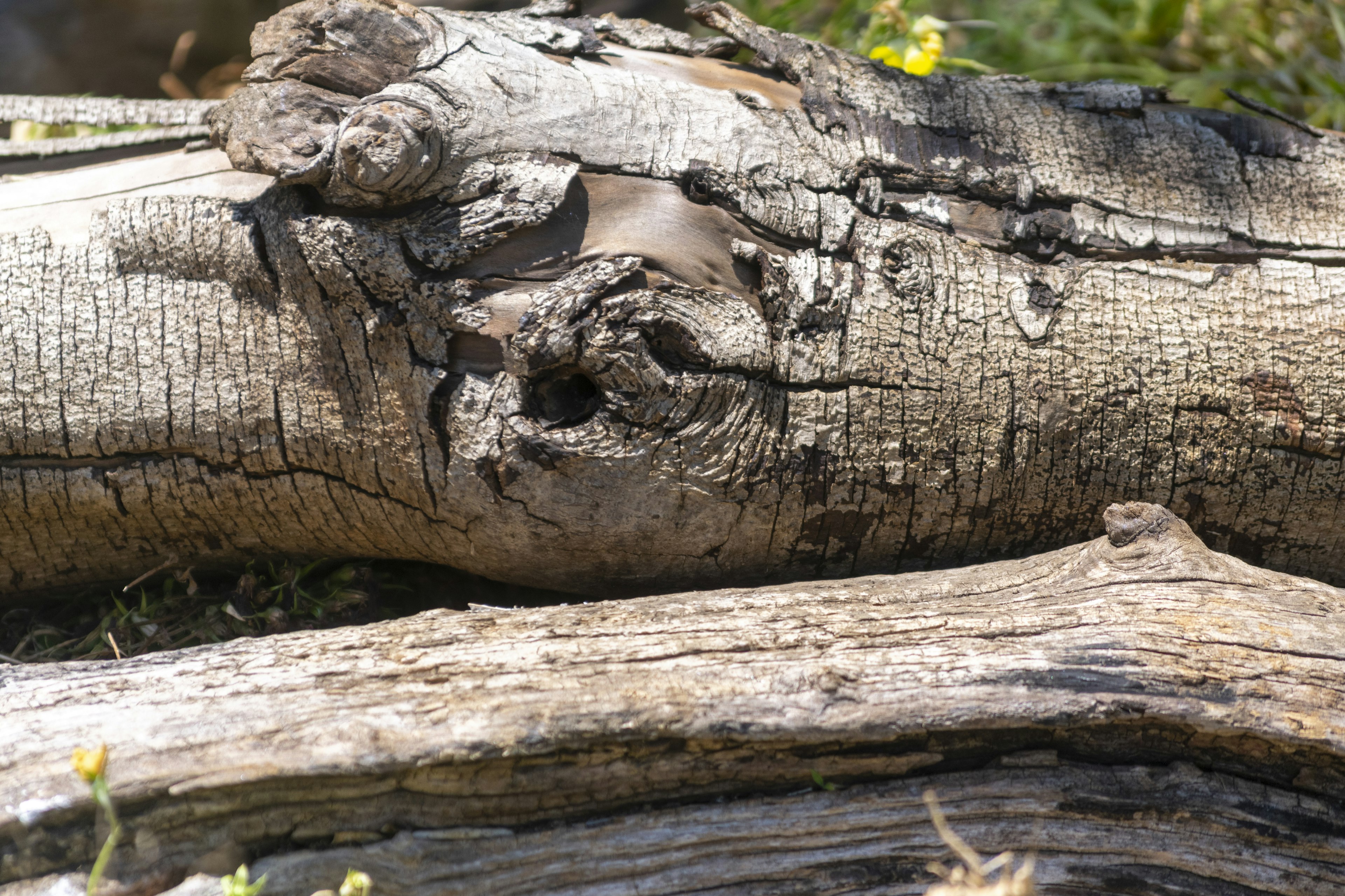 Tronchi di legno con texture e motivi naturali in evidenza