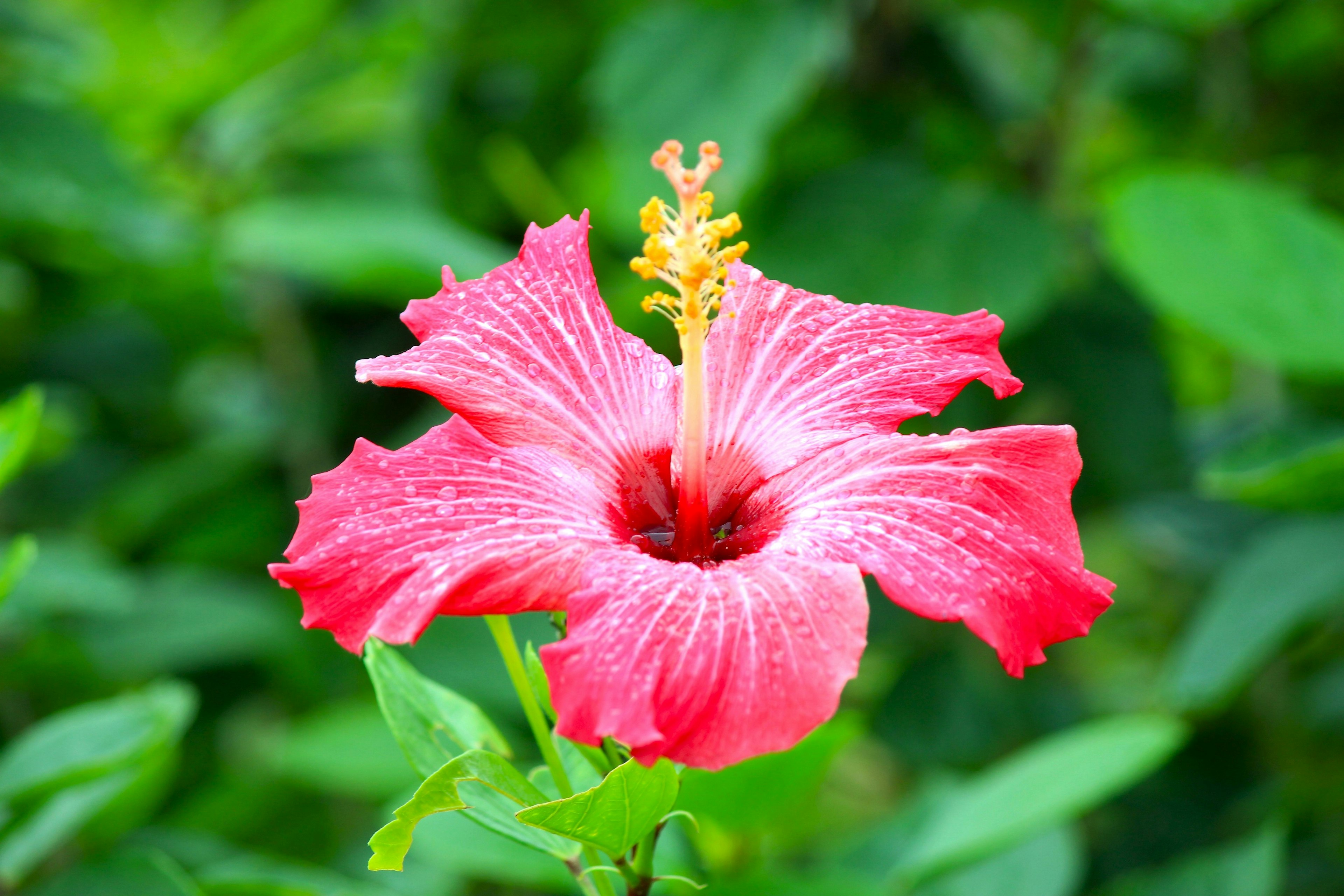 Fiore di ibisco rosso brillante che fiorisce tra le foglie verdi