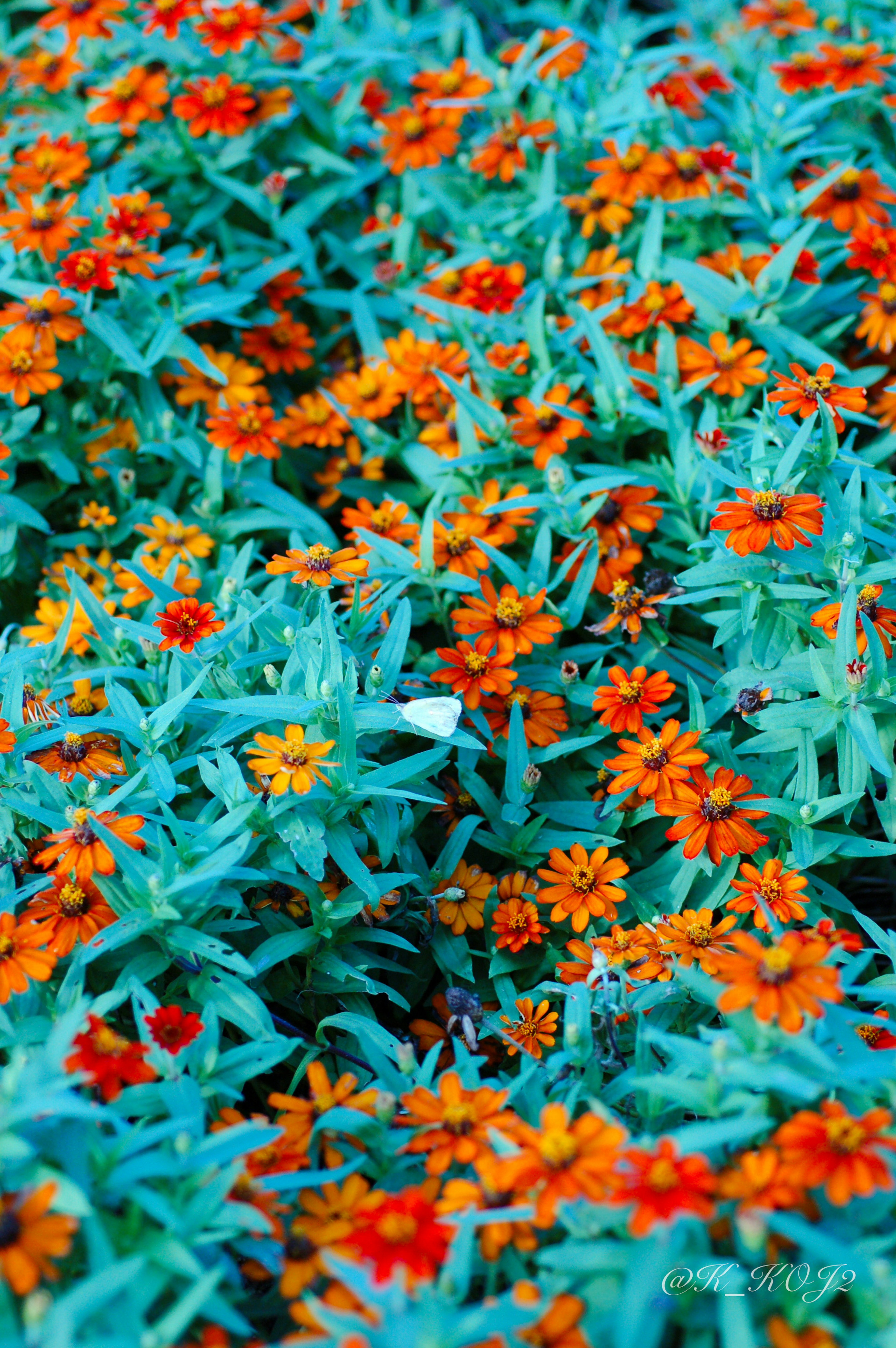 Vibrant orange flowers with teal green leaves in a dense floral arrangement