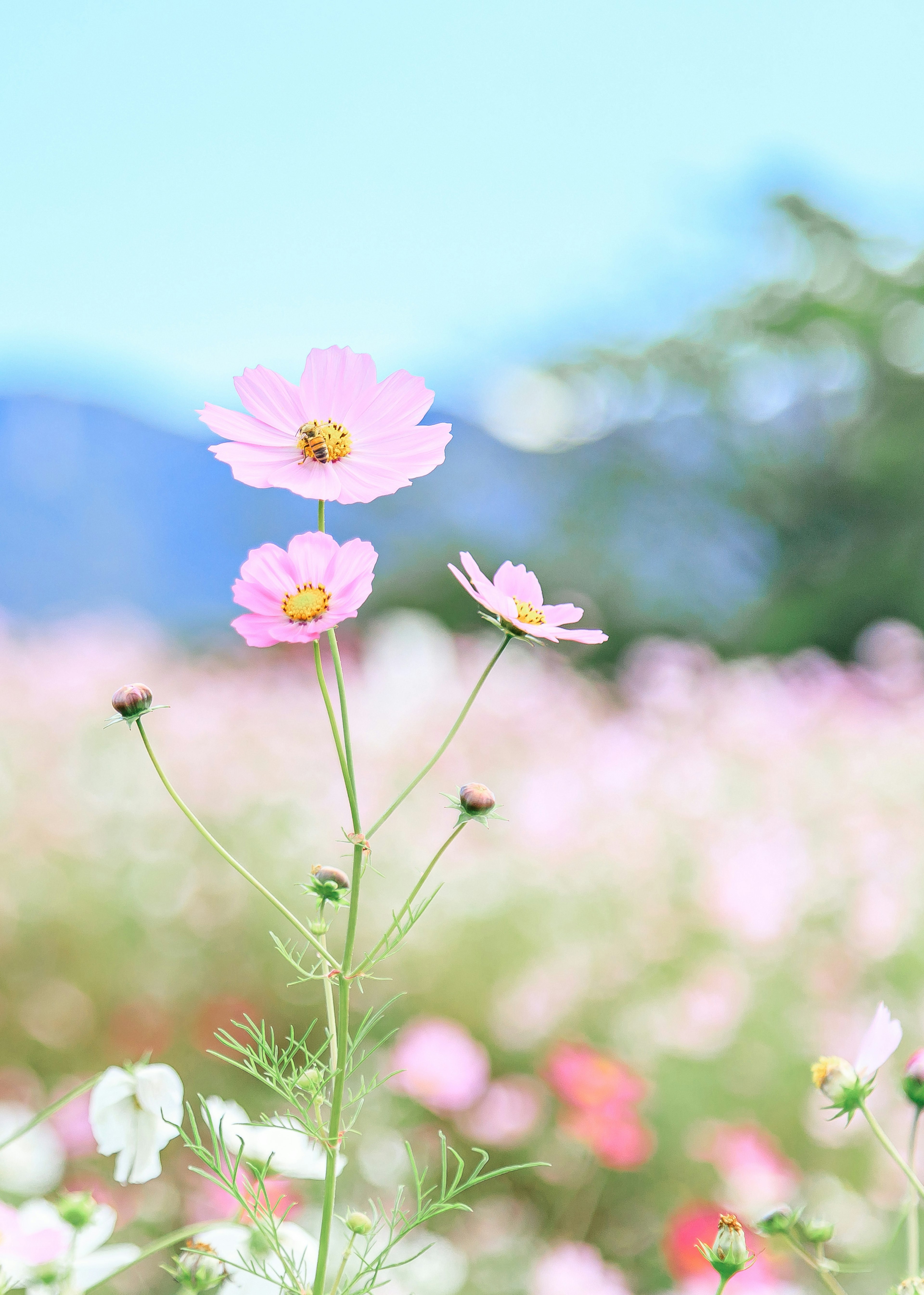 A landscape featuring blooming pink cosmos flowers