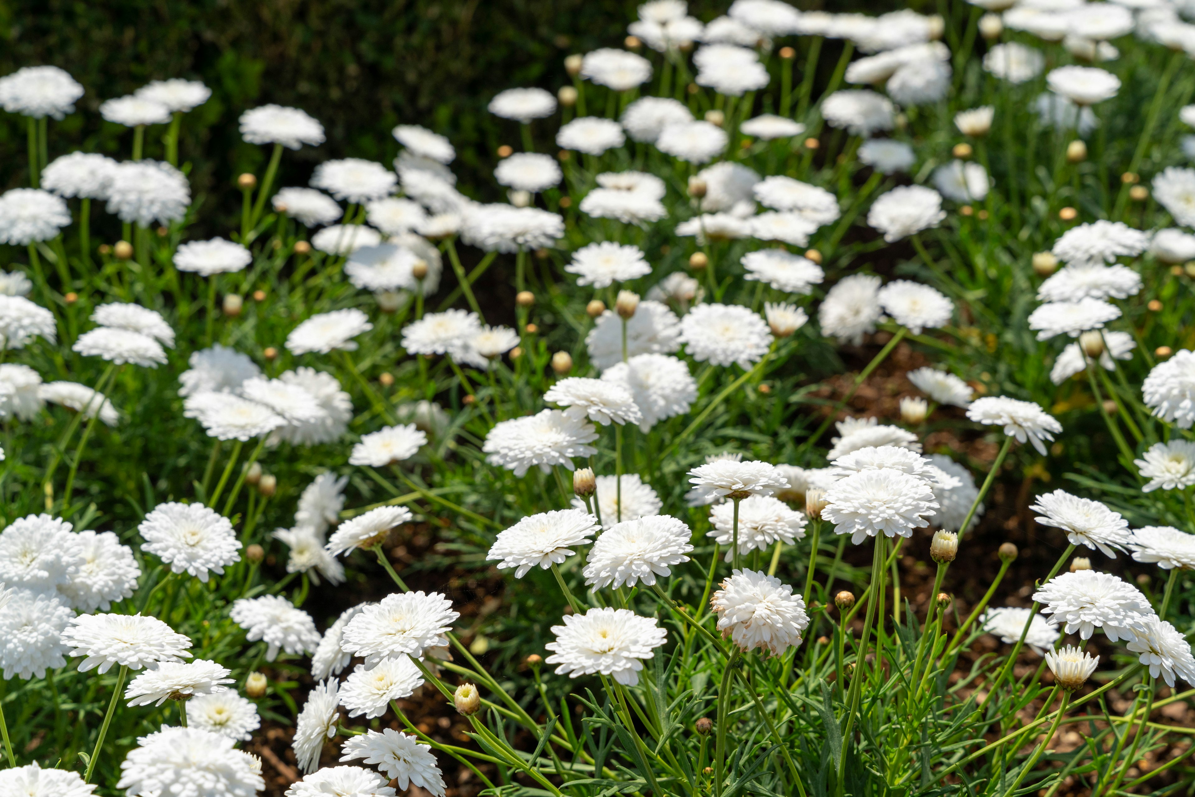 Field of white daisies blooming in green grass