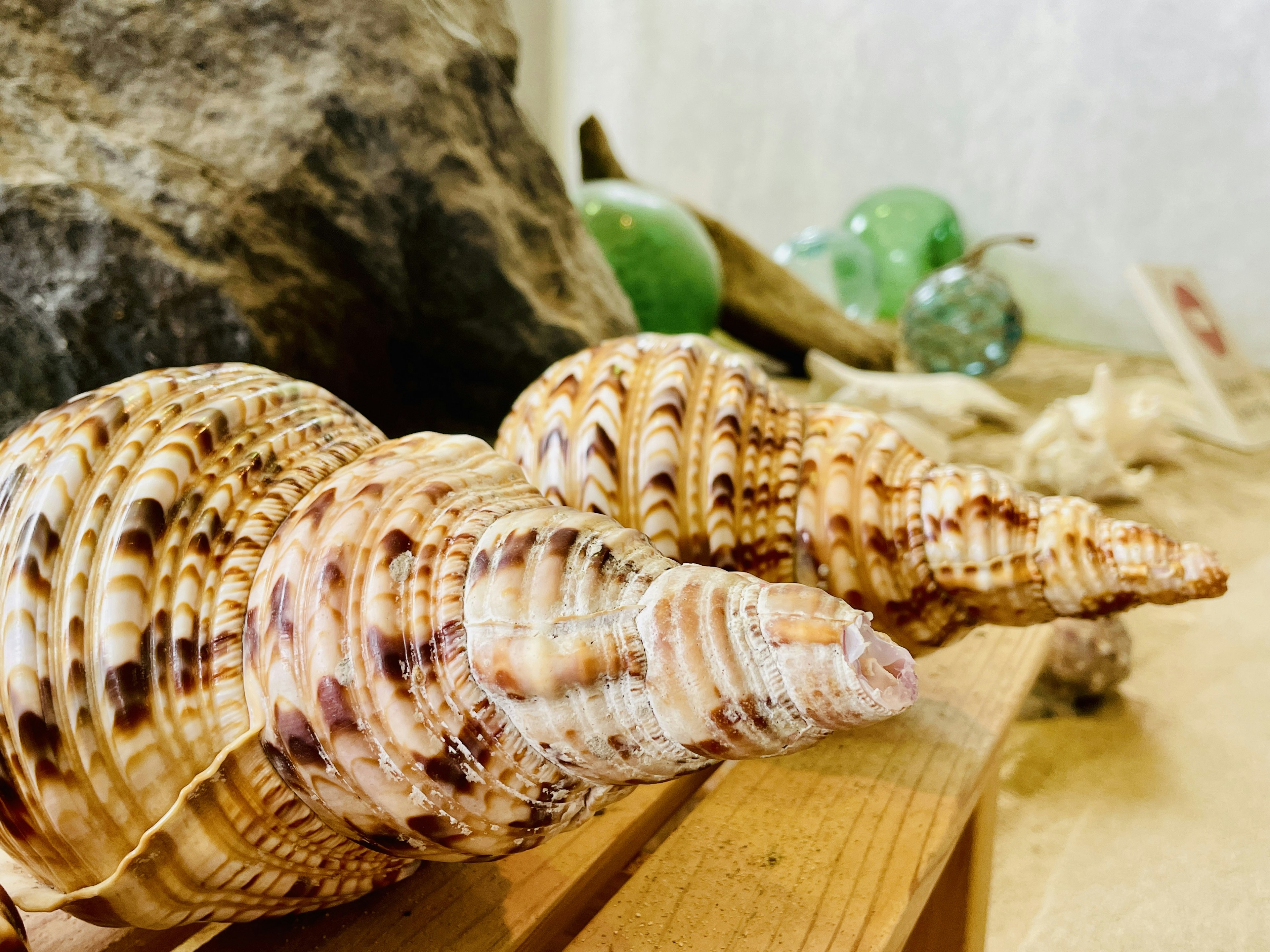 Close-up of two large seashells resting on wood with decorative stones in the background