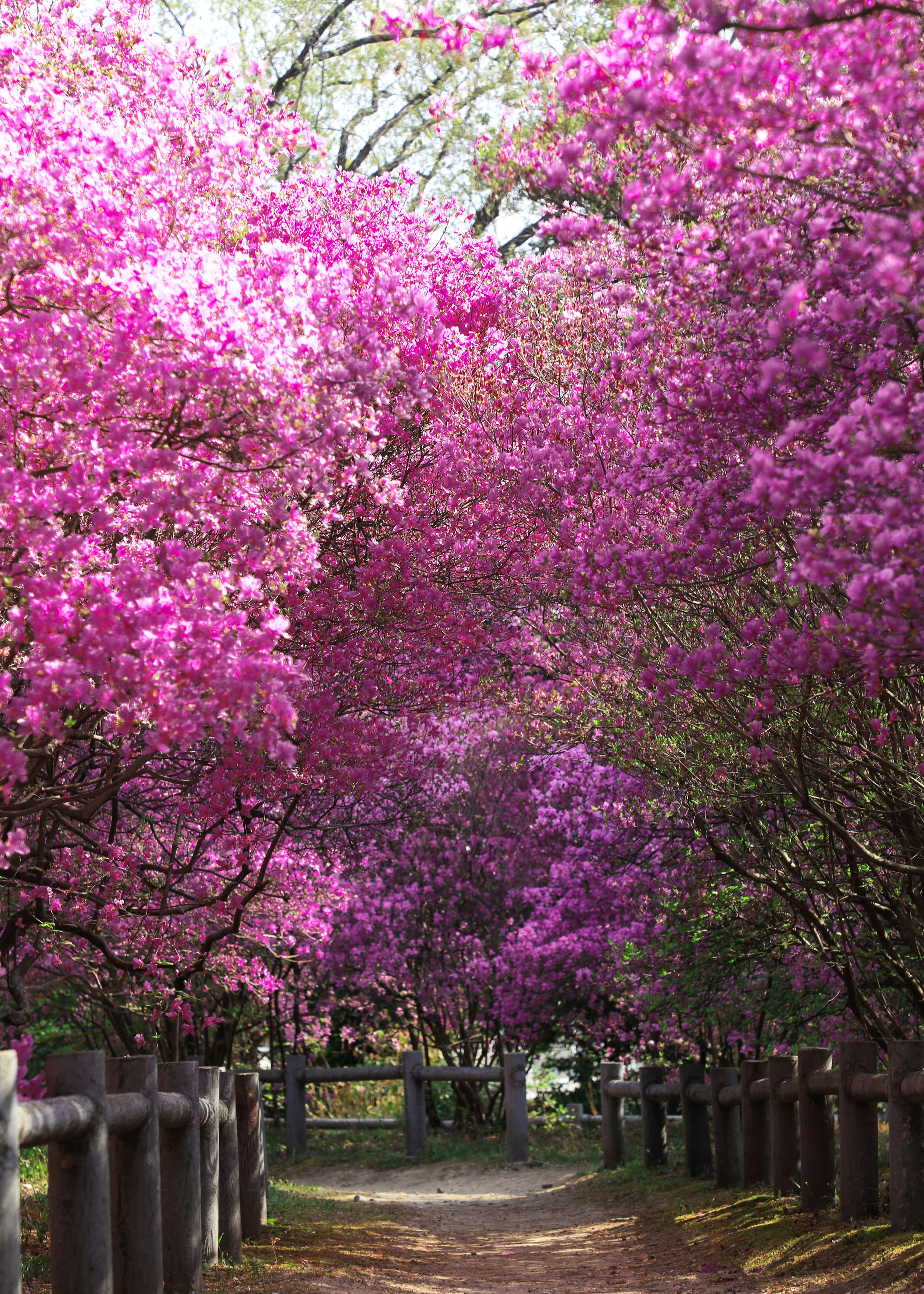 Sendero flanqueado por árboles de flores rosas vibrantes