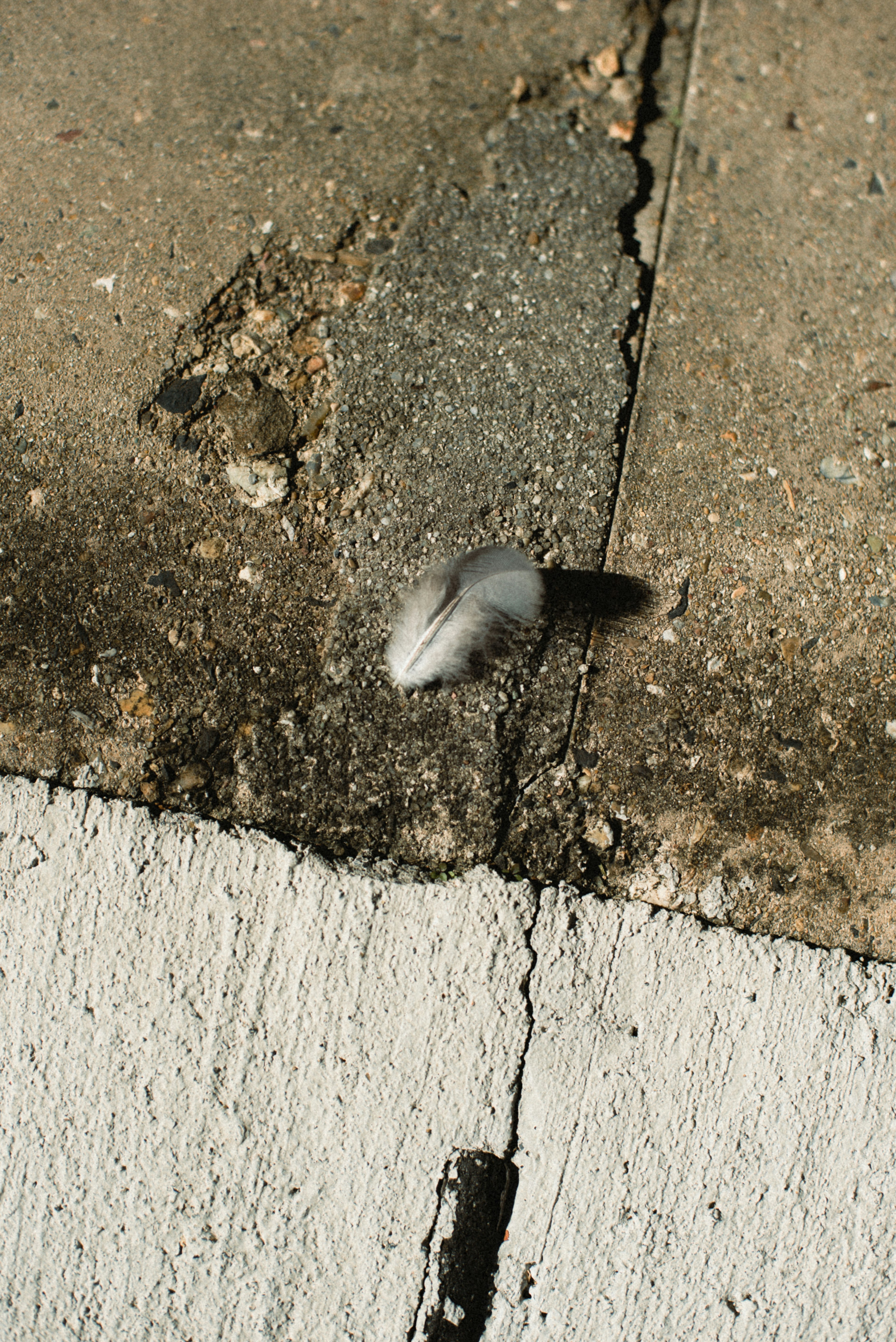 Pluma blanca descansando en una grieta de una superficie de concreto