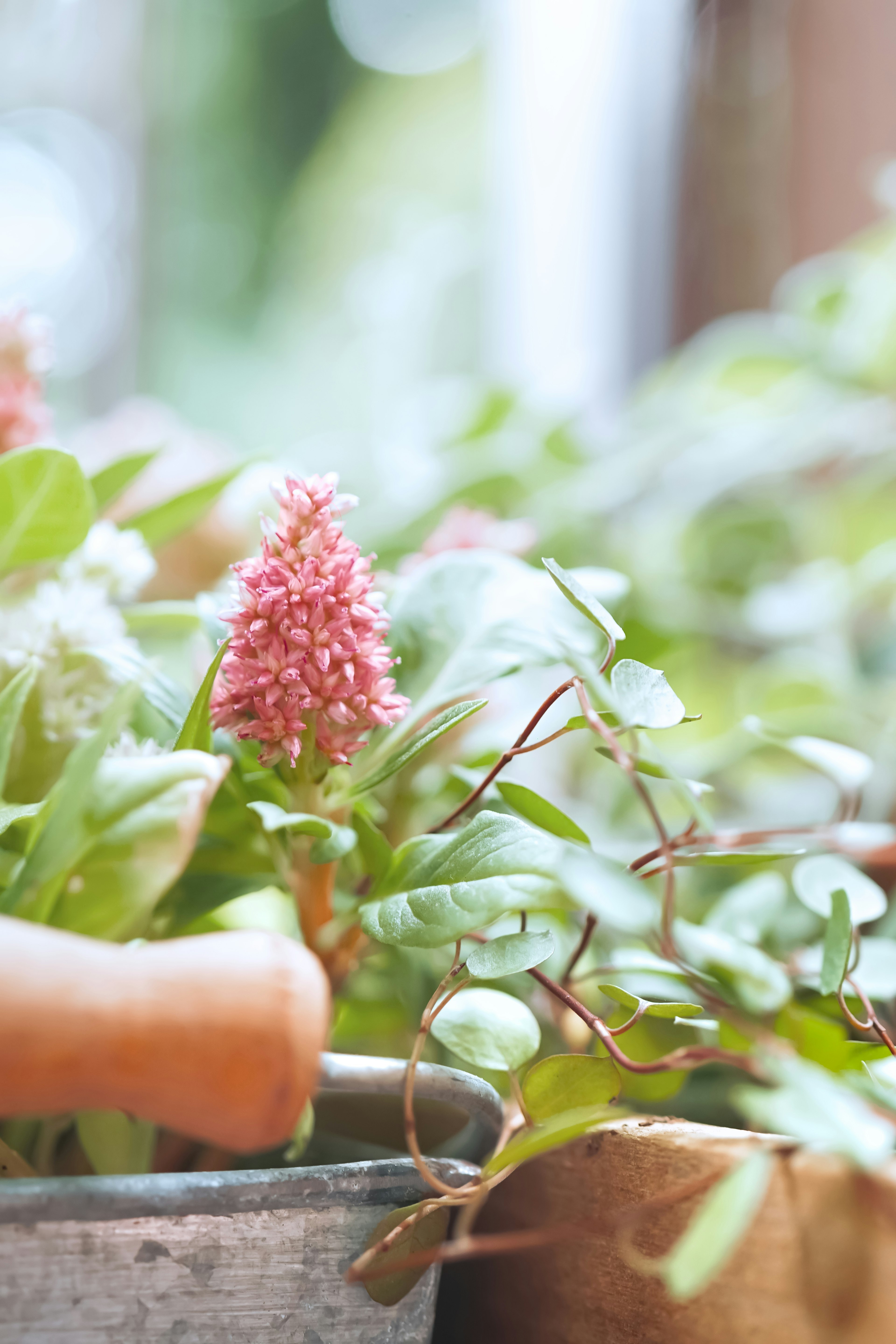 Close-up tanaman pot dengan bunga pink cerah dan daun hijau