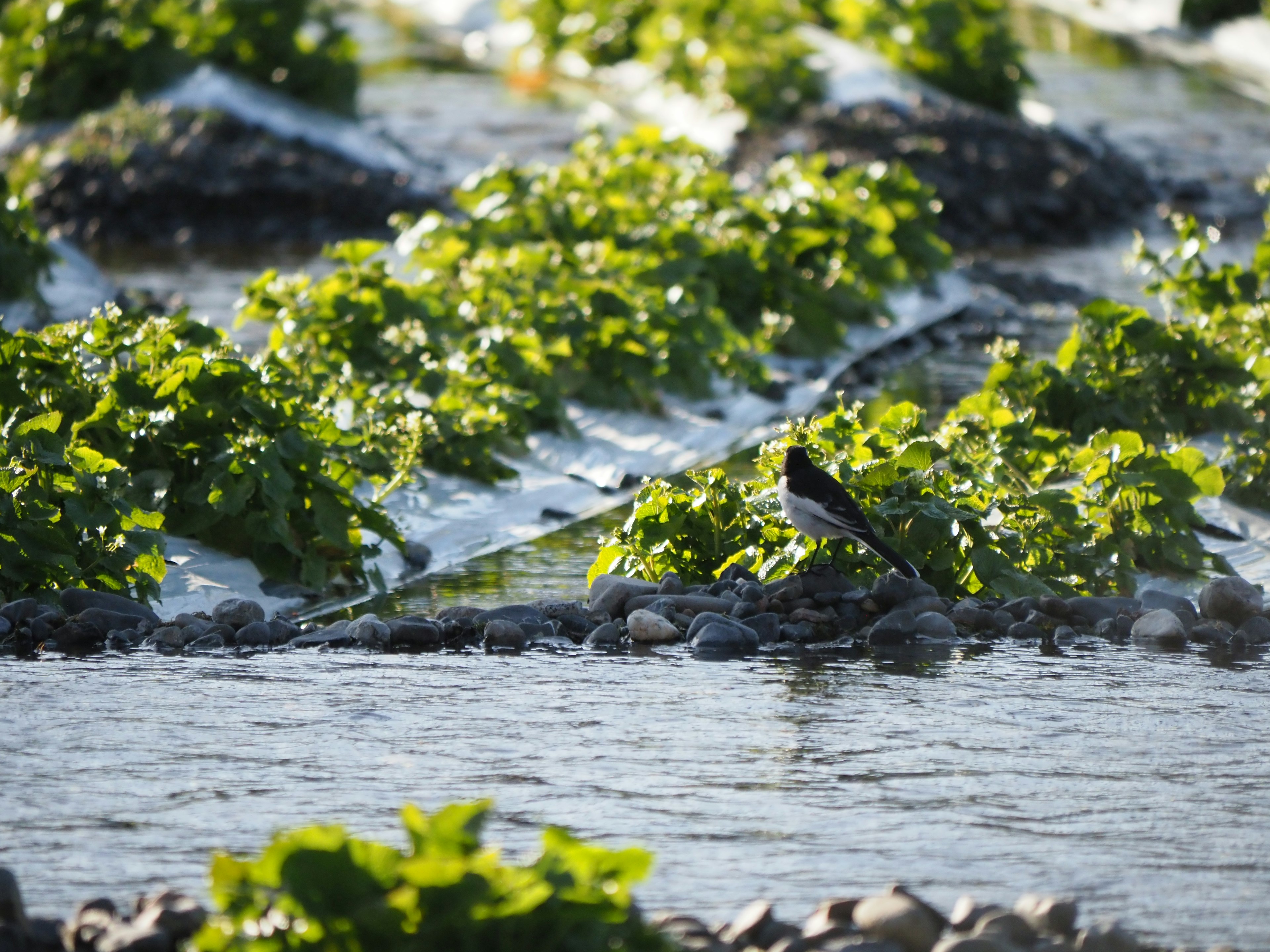 Ein Vogel am Wasser mit grünen Pflanzen im Hintergrund