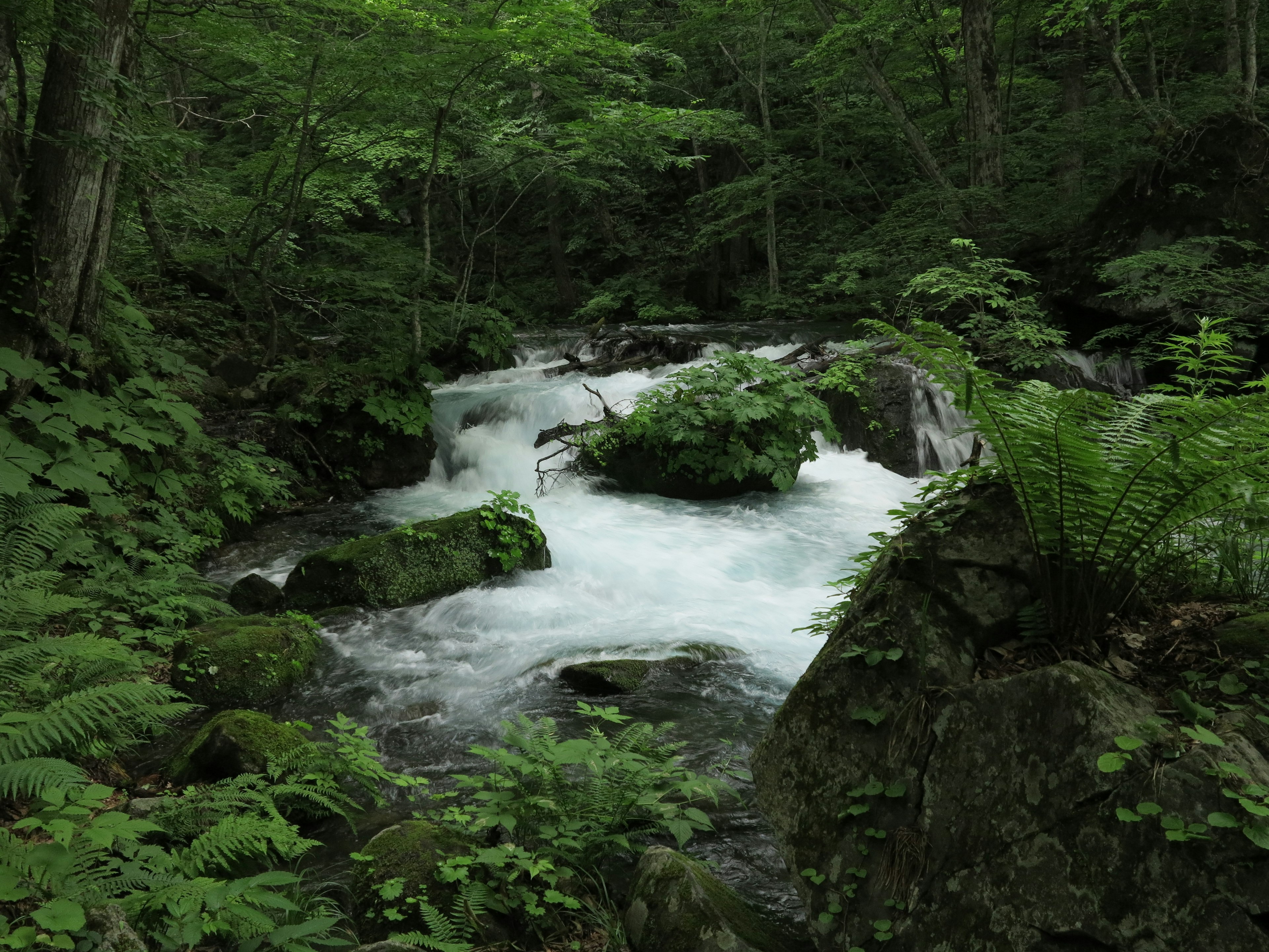 清澈的小溪流經郁郁蔥蔥的森林的風景