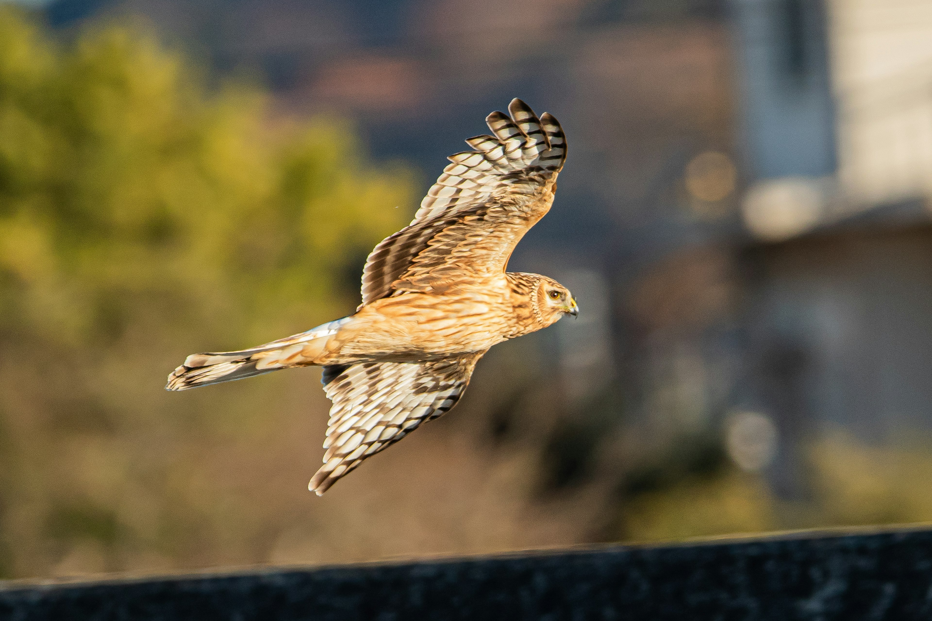 Immagine di un falco in volo con alberi e edifici sfocati sullo sfondo