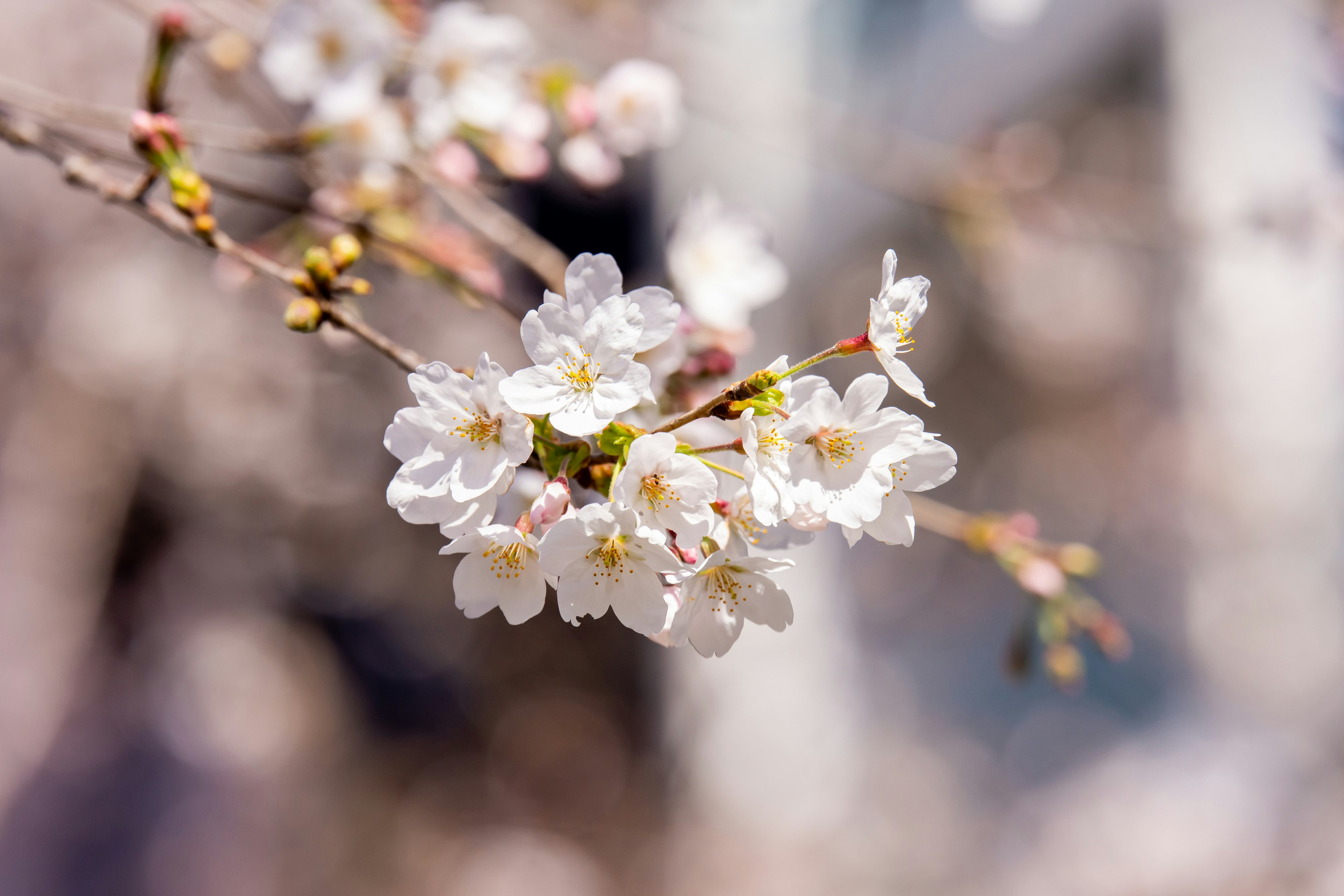 Kedekatan bunga sakura di cabang