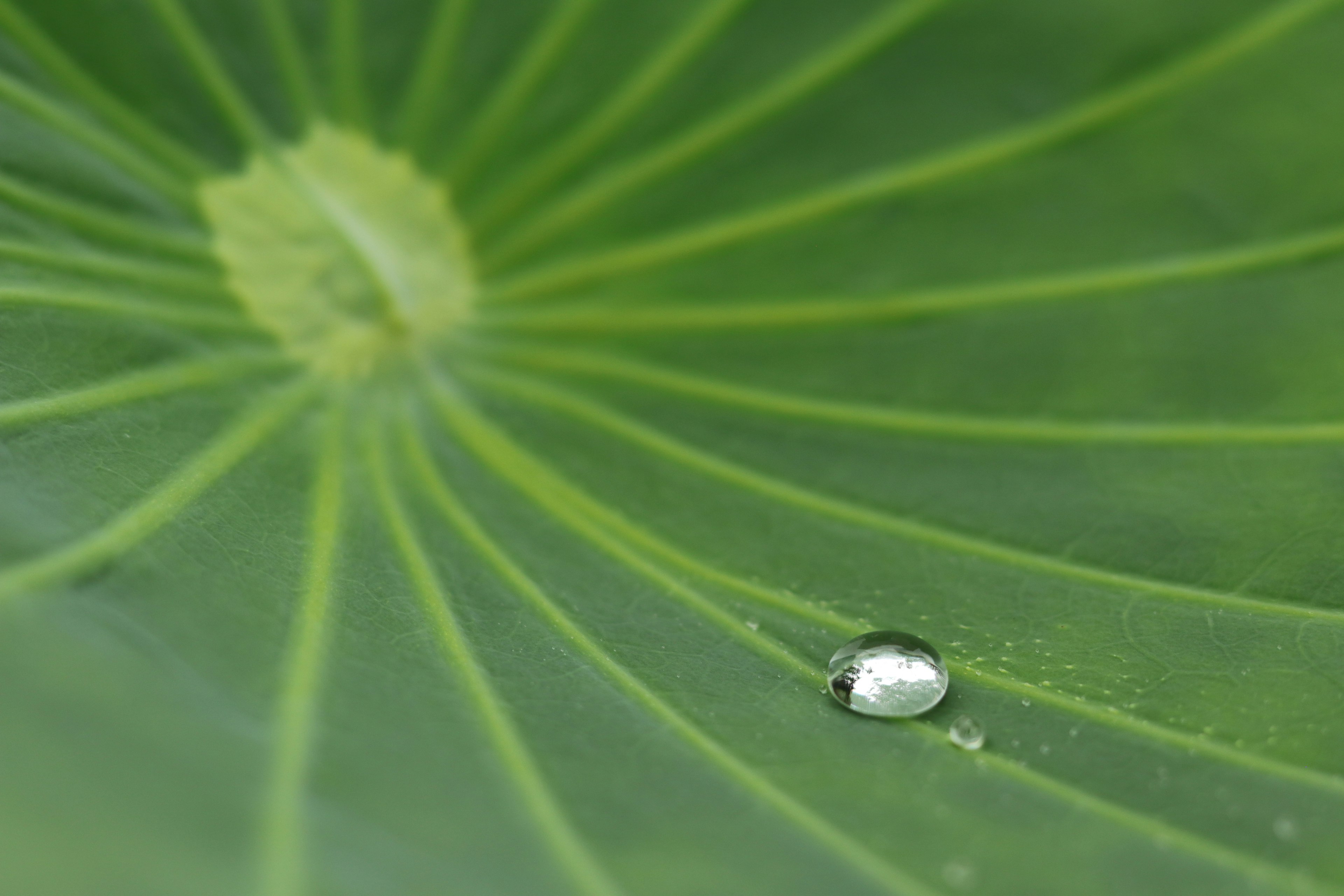 Nahaufnahme eines grünen Blattes mit einem Wassertropfen