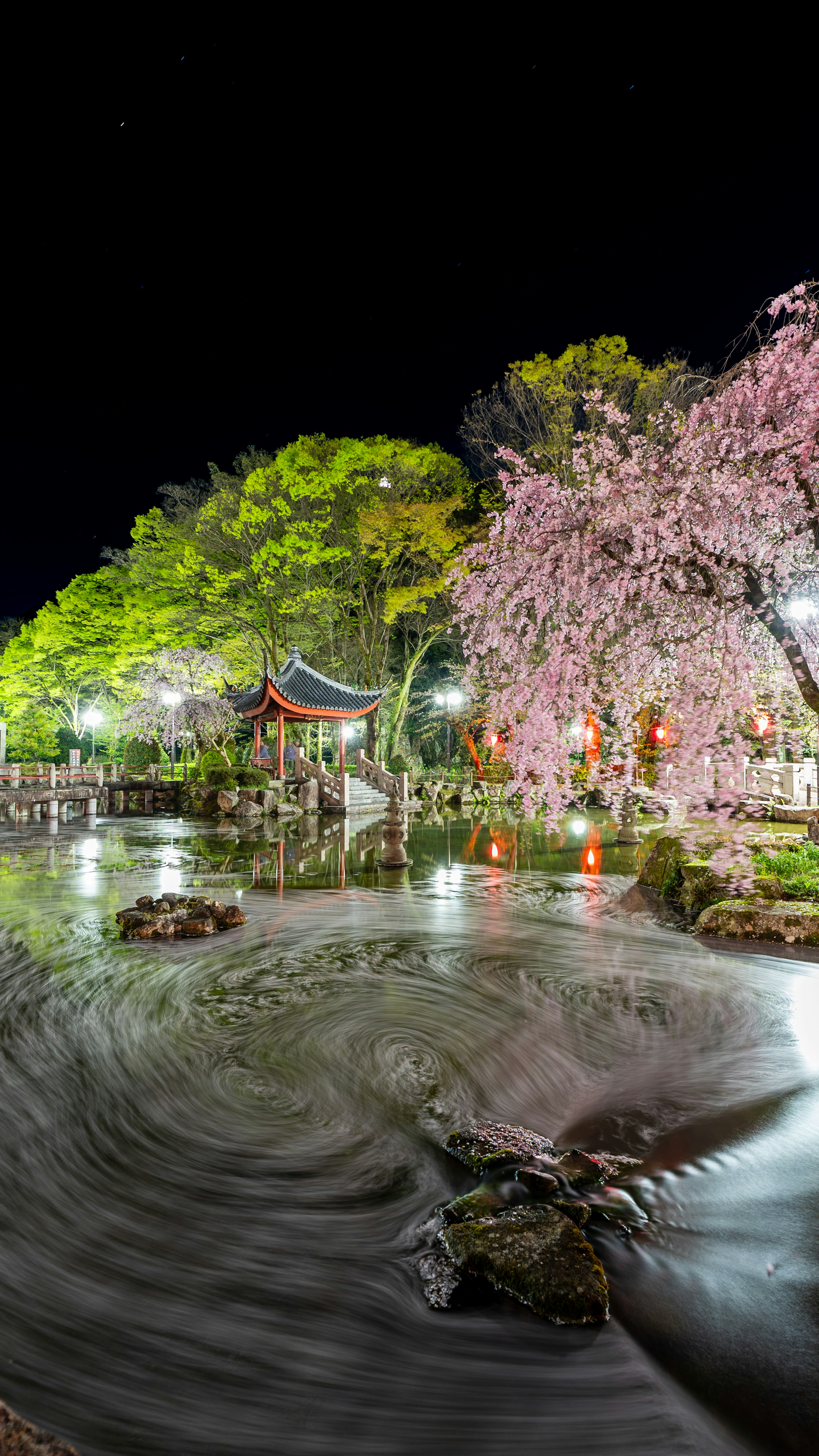 Night view of a Japanese park featuring cherry blossoms reflected in a pond surrounded by greenery