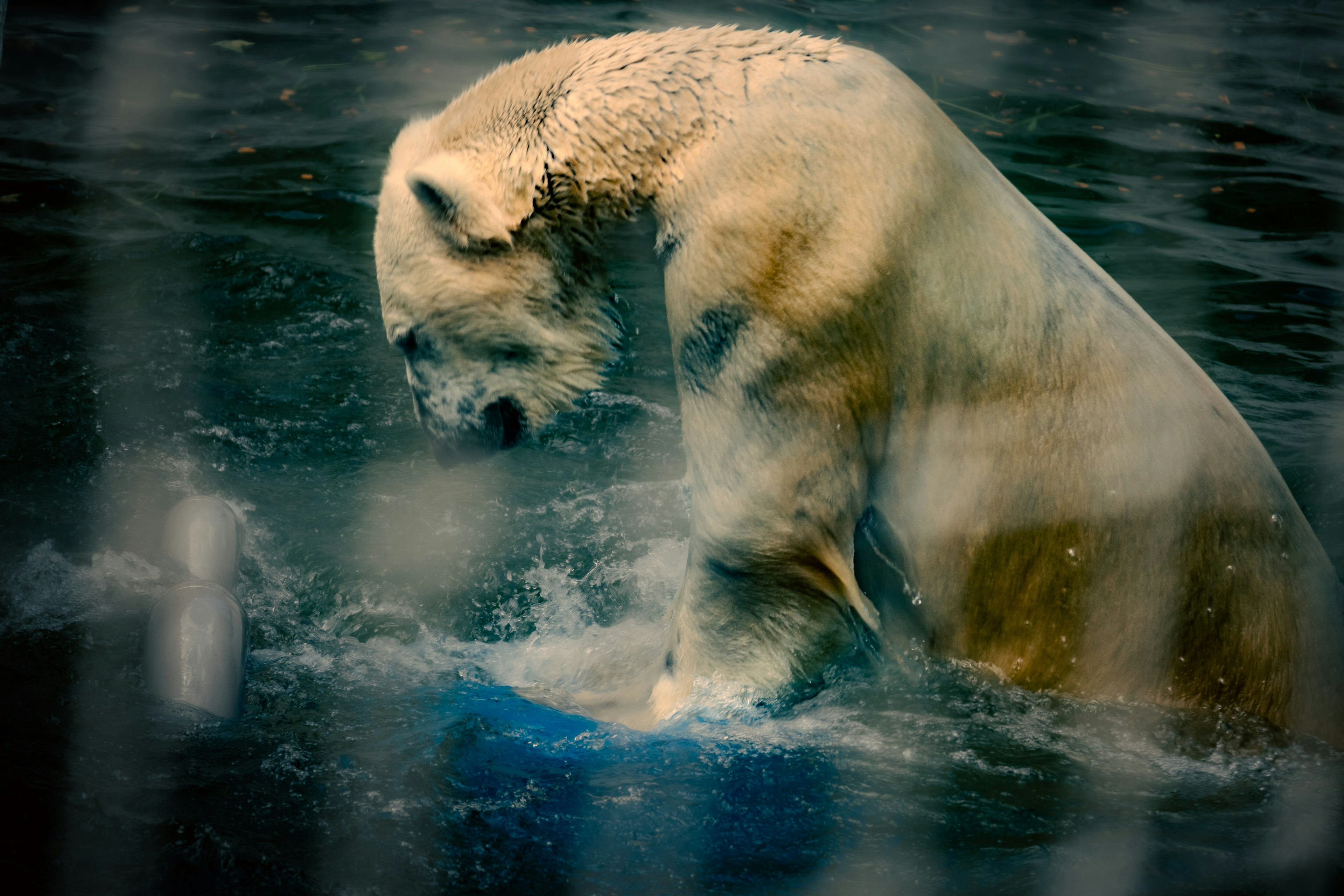 Polar bear playing in water