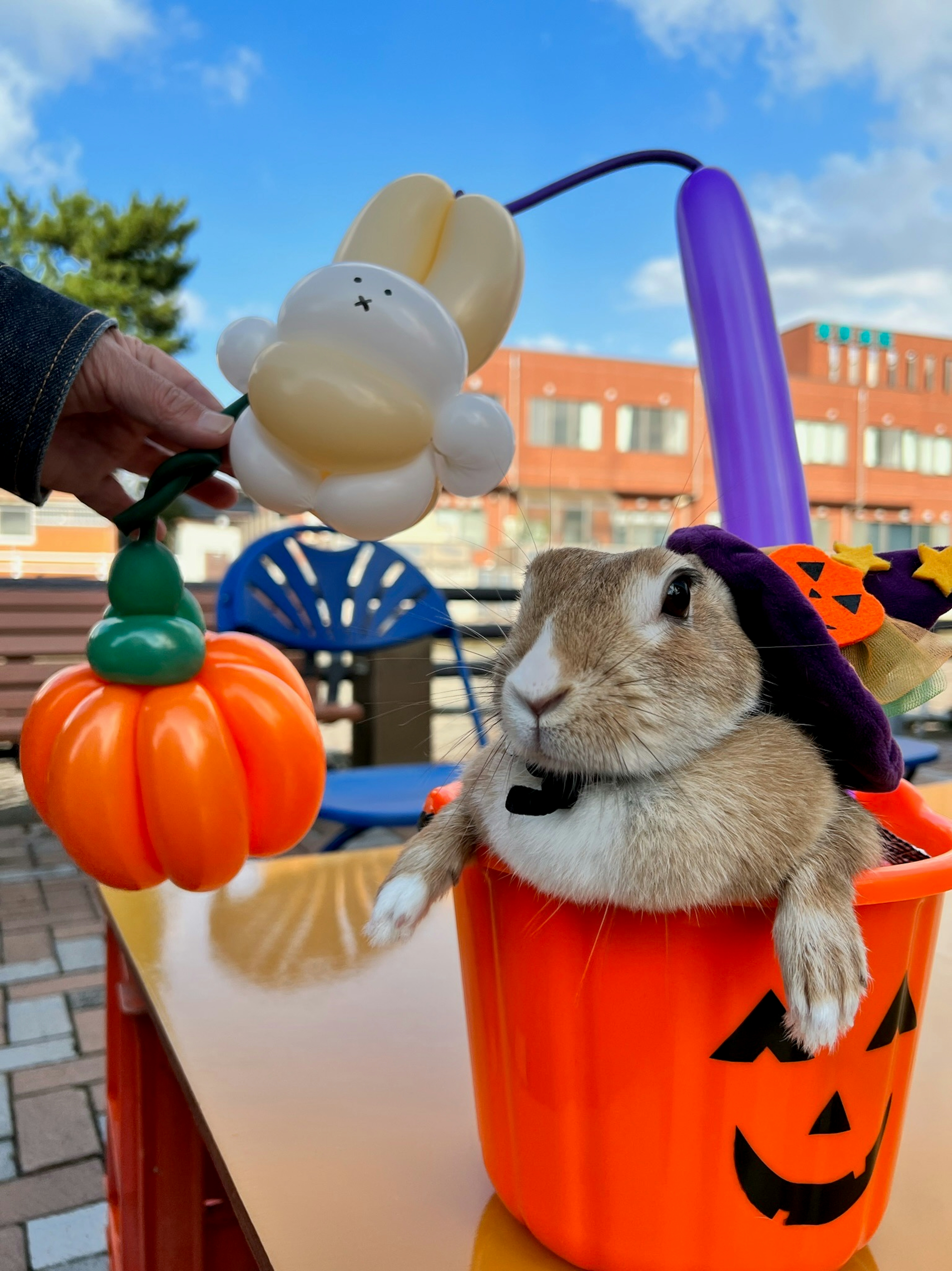 A rabbit in a Halloween pumpkin bucket wearing a hat gazing at a balloon character