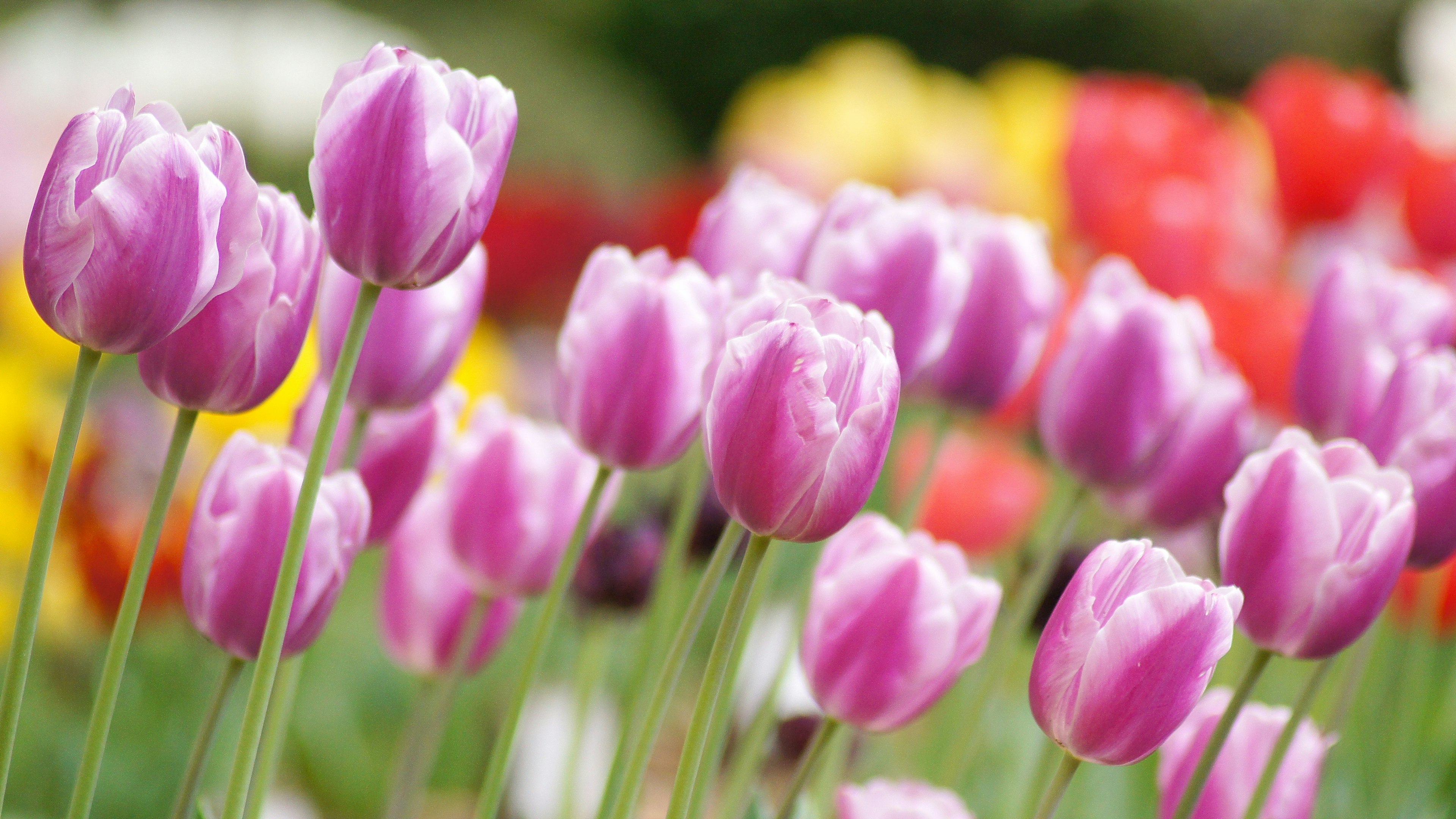 A vibrant display of blooming tulips in various colors