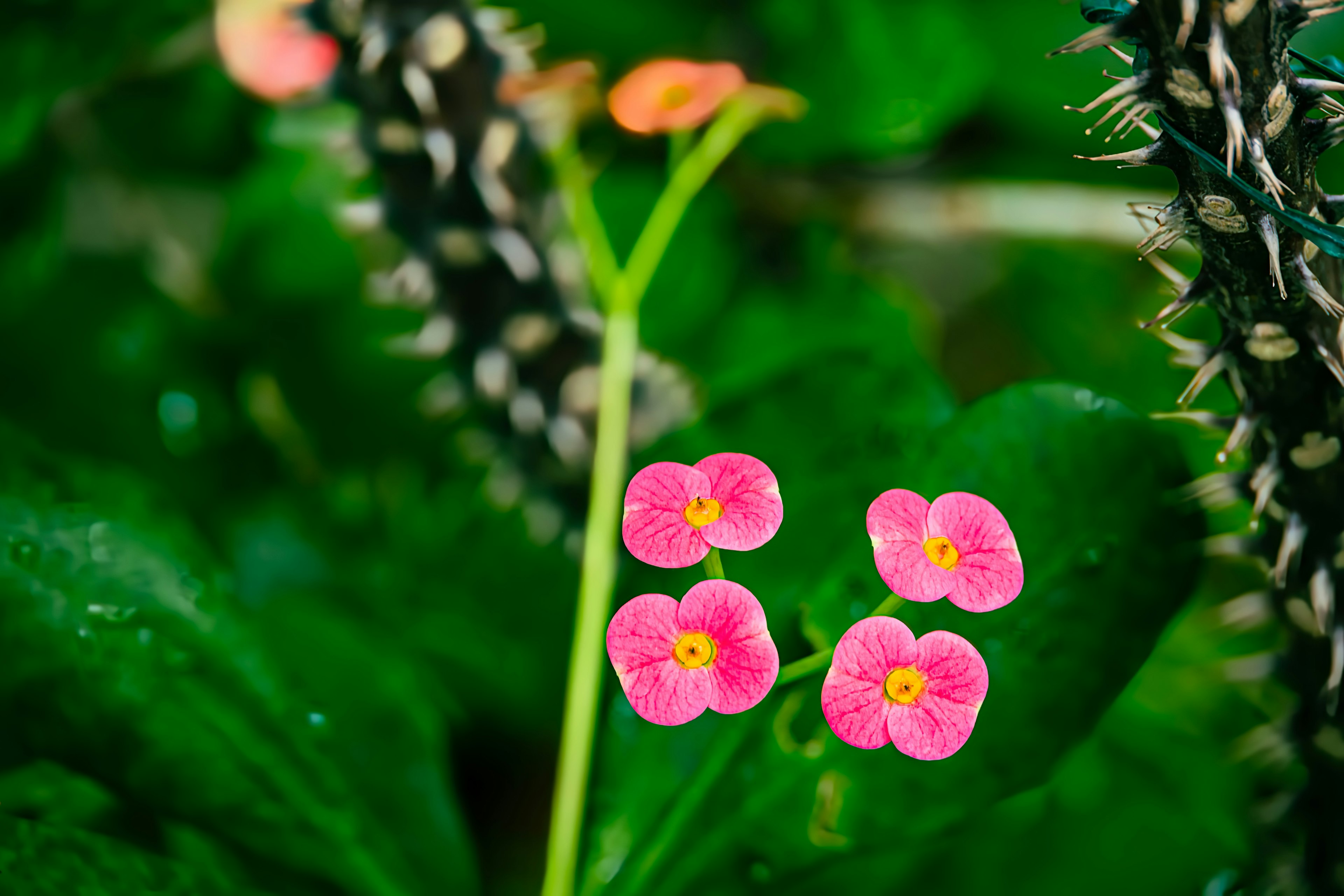 ดอกไม้สีชมพูเล็กๆ ที่มีศูนย์กลางสีเหลืองล้อมรอบด้วยใบสีเขียว