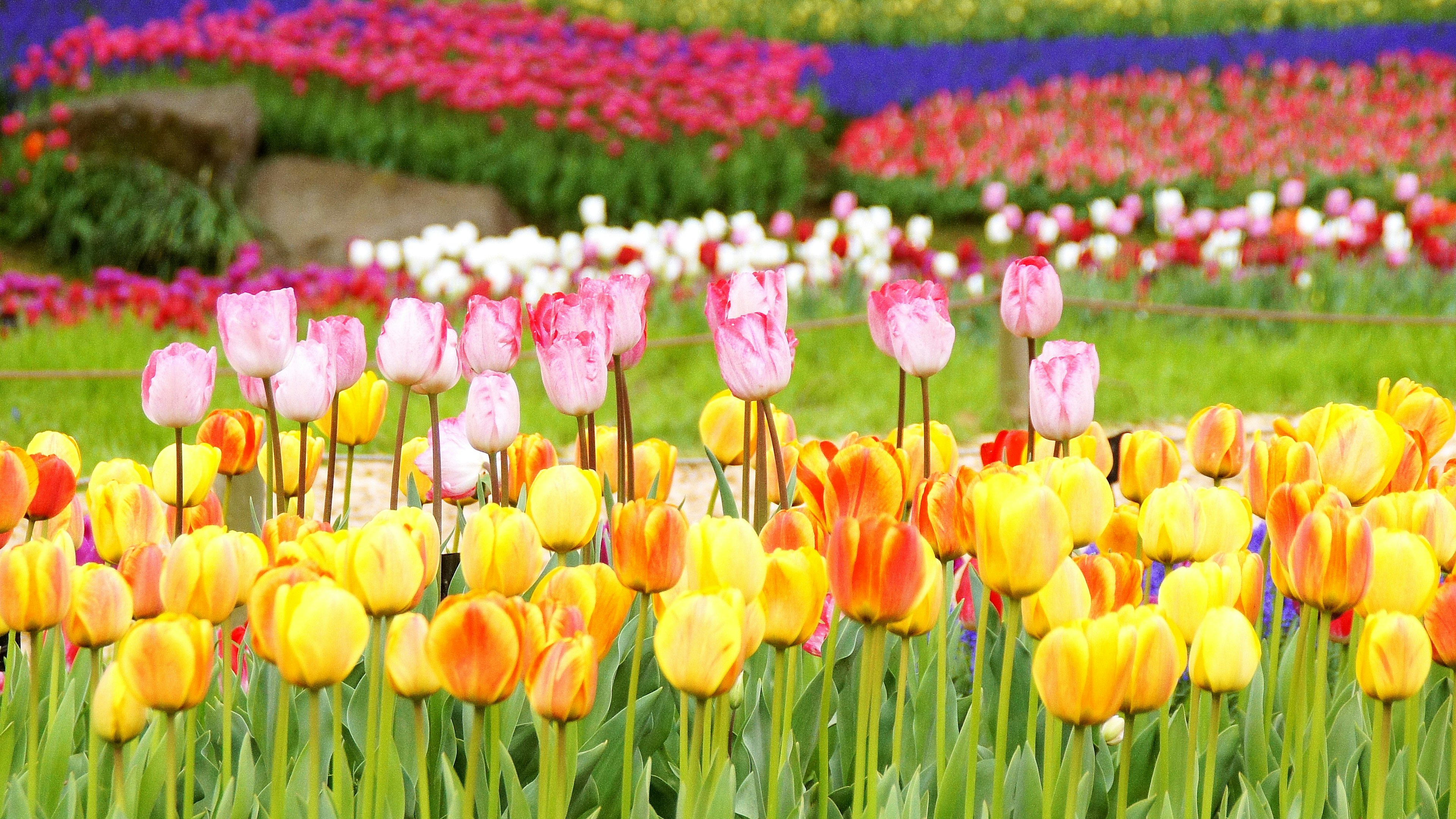 Campo di tulipani vivaci con fiori gialli e rosa