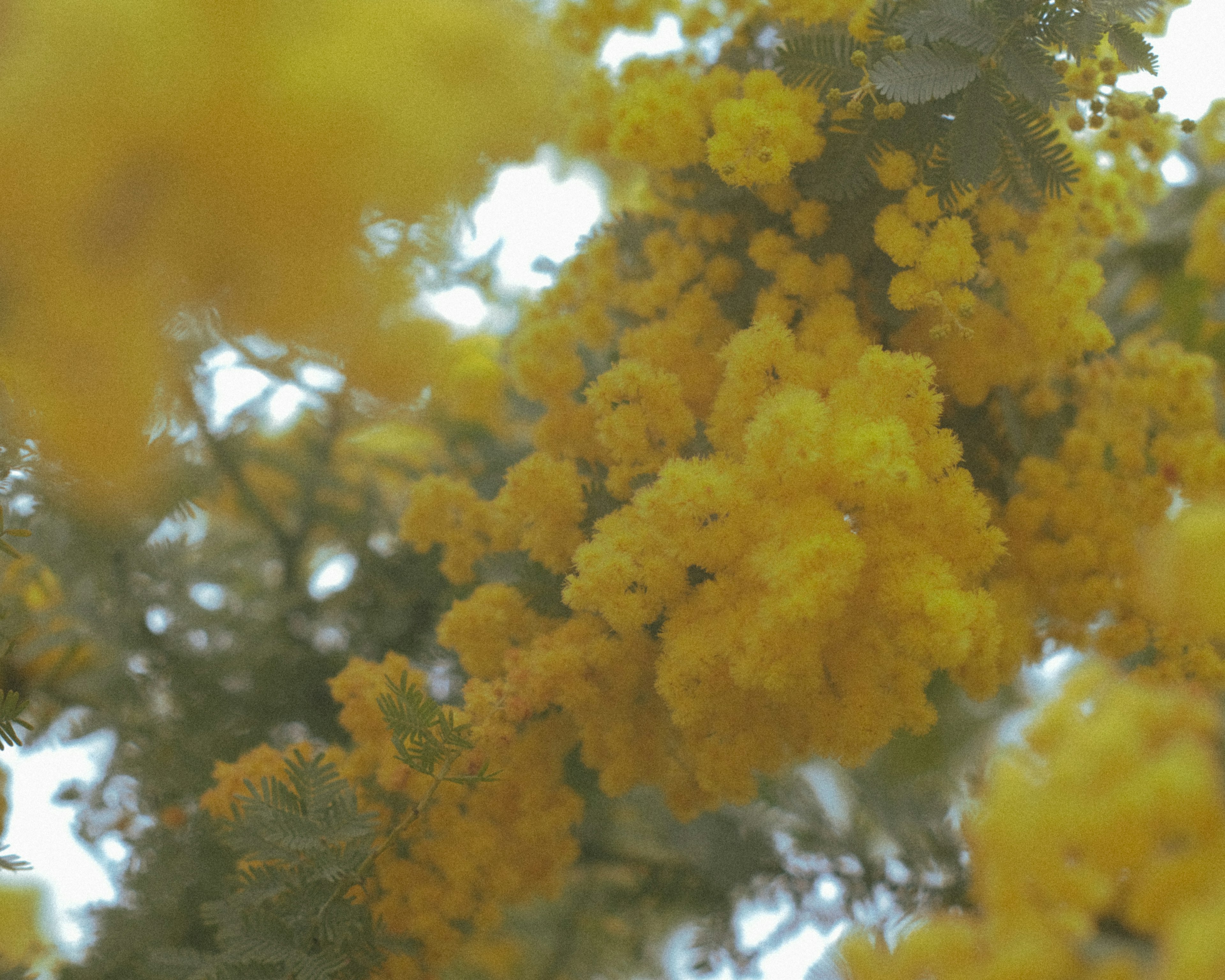 黄色い花が咲く木のクローズアップ