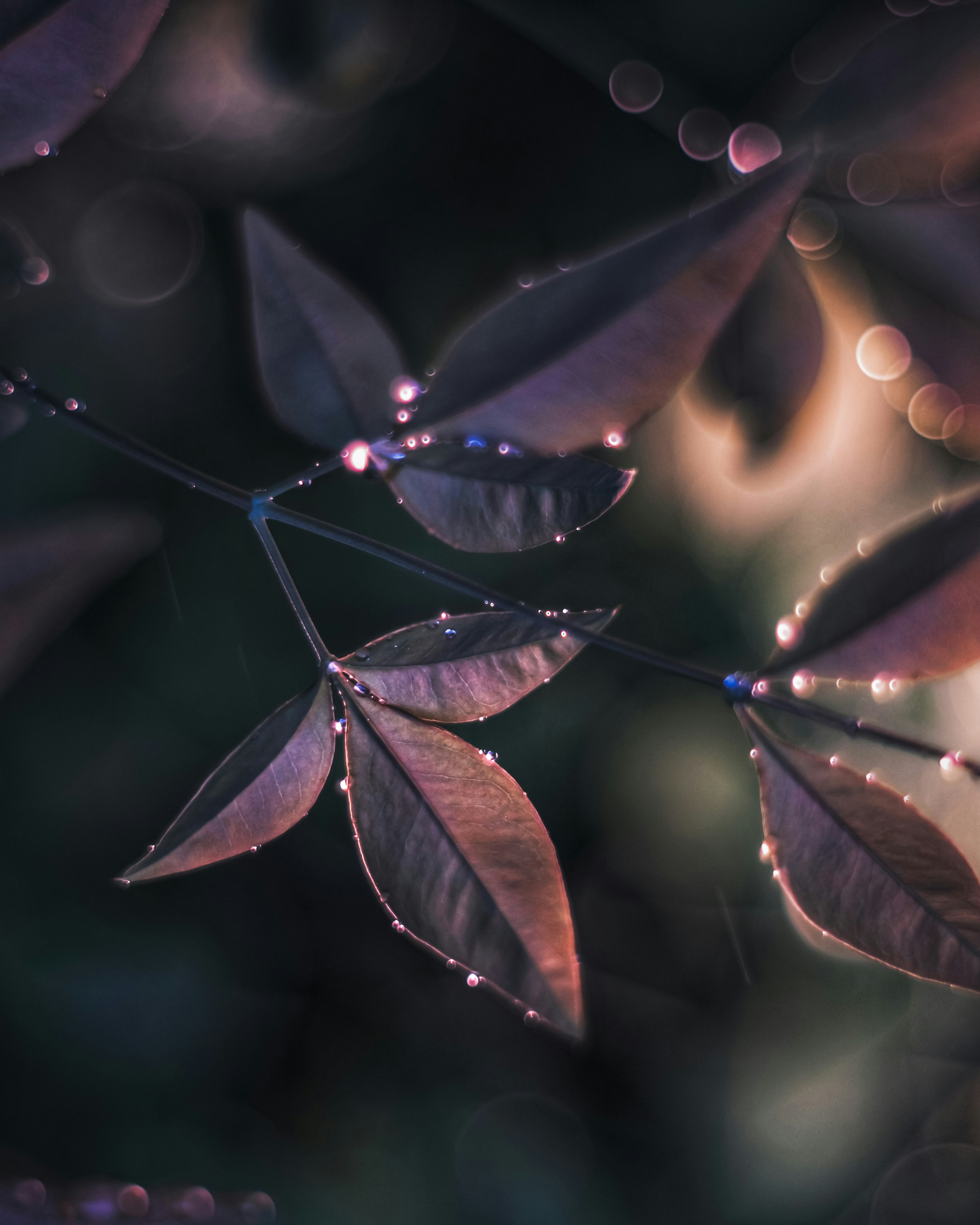 Close-up of leaves with dew glistening in soft light