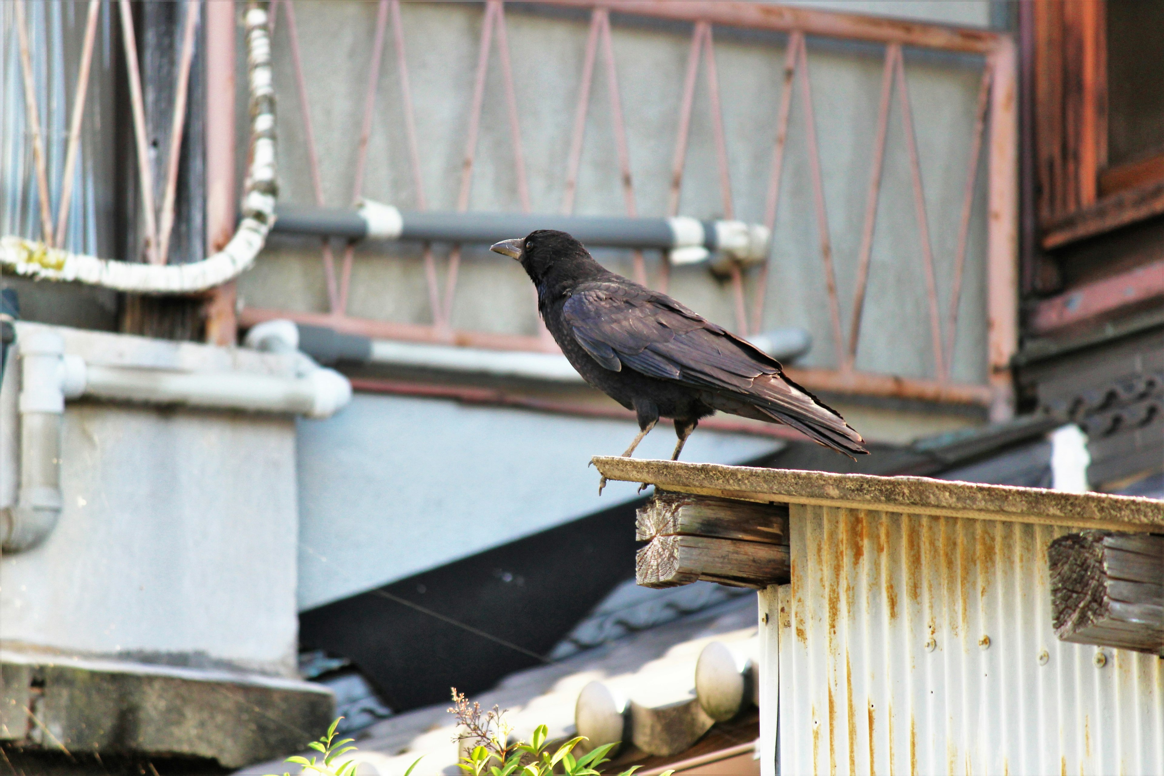 Un uccello nero in piedi su un tetto con architettura giapponese tradizionale sullo sfondo