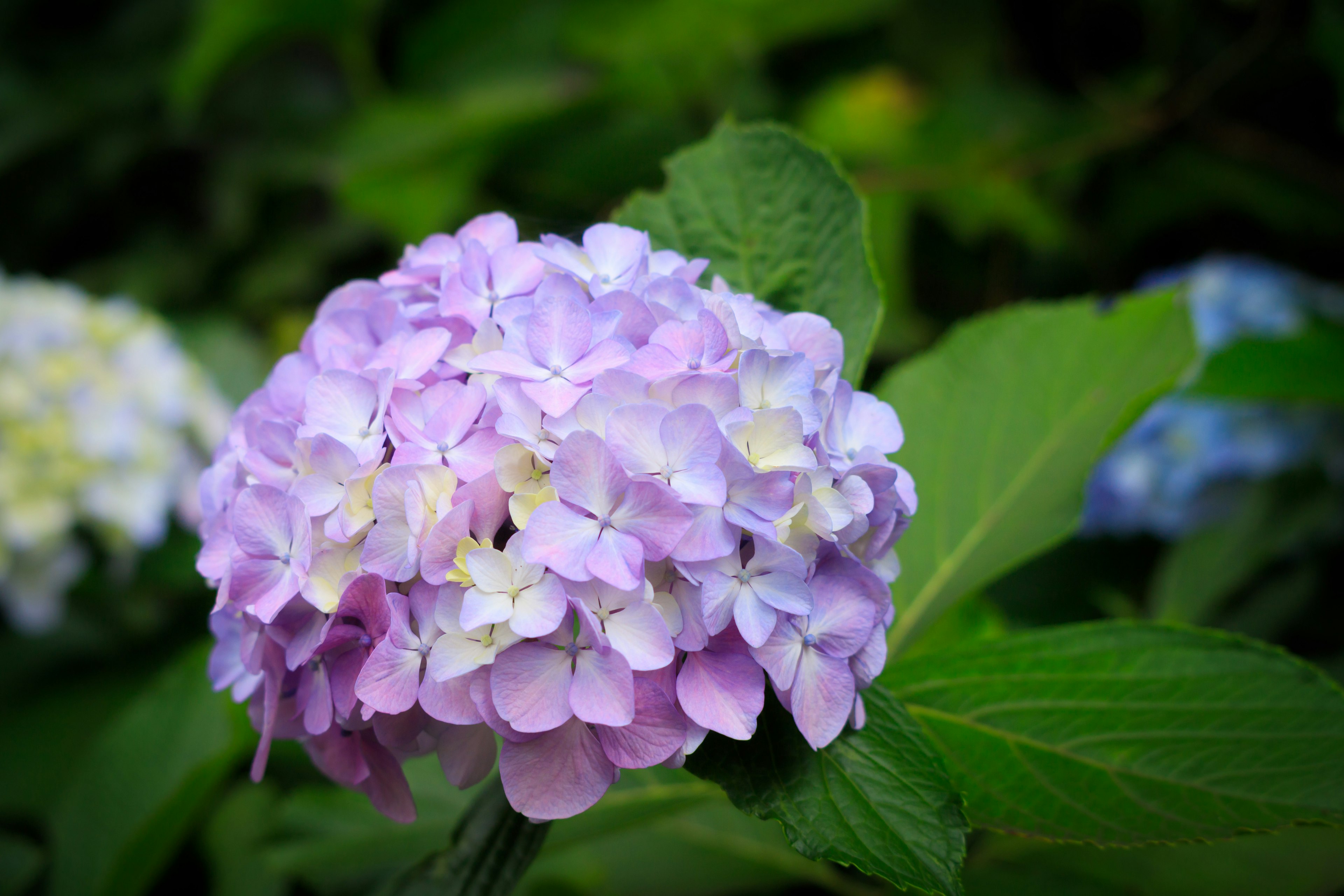 Primo piano di un fiore di ortensia con petali viola e bianchi