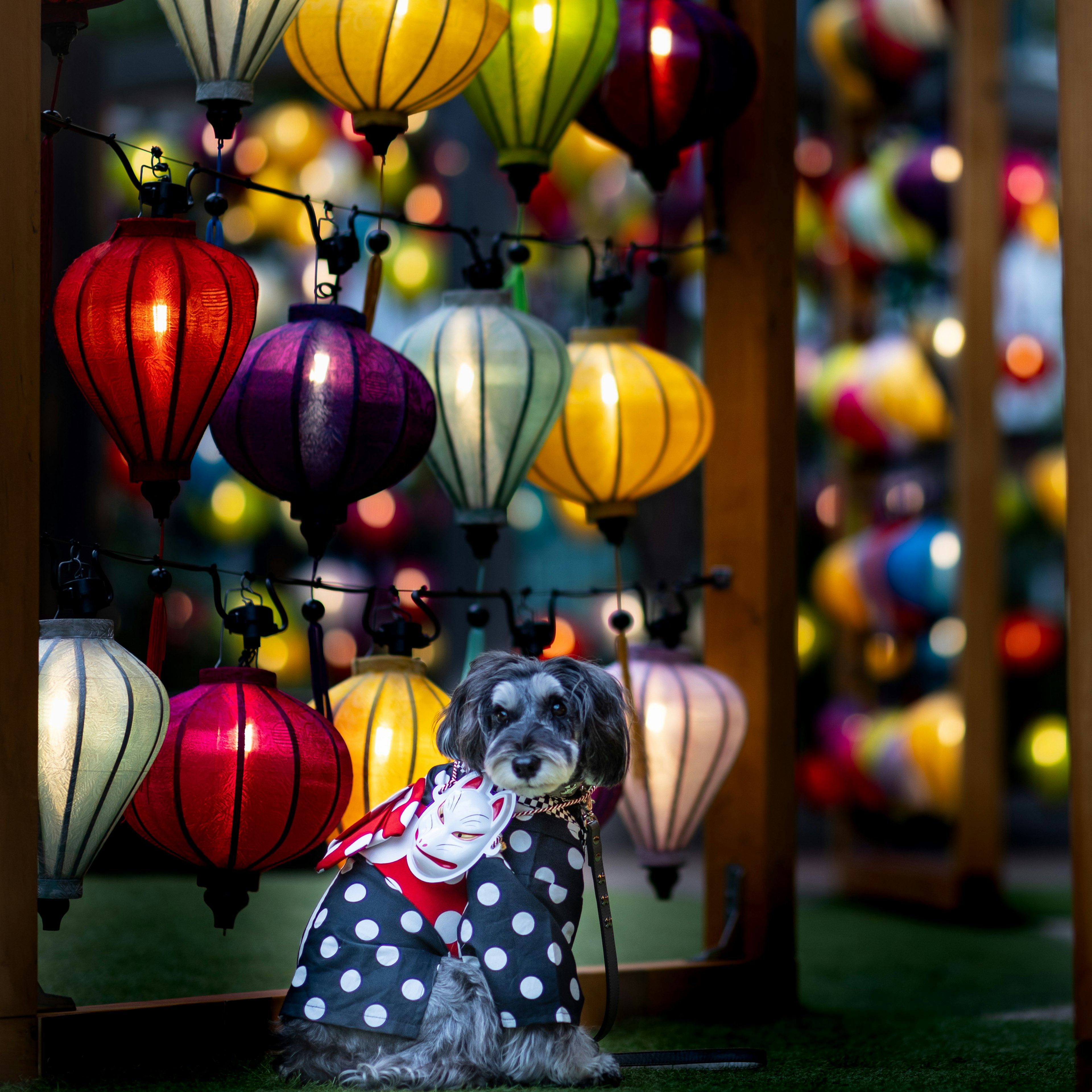 A dog in a polka dot coat sitting in front of colorful lanterns