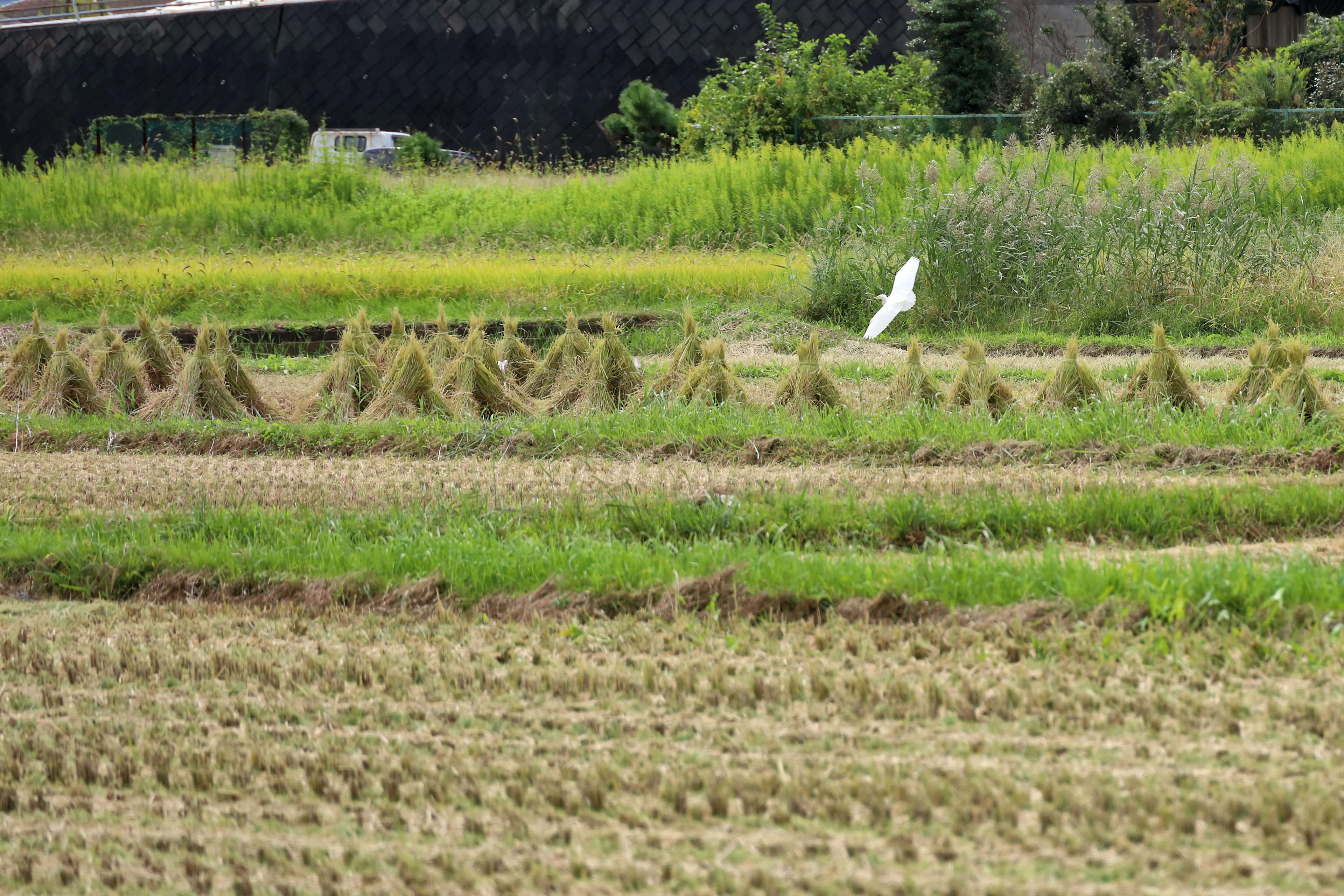 Lush green rice fields with harvested rice bundles arranged in rows