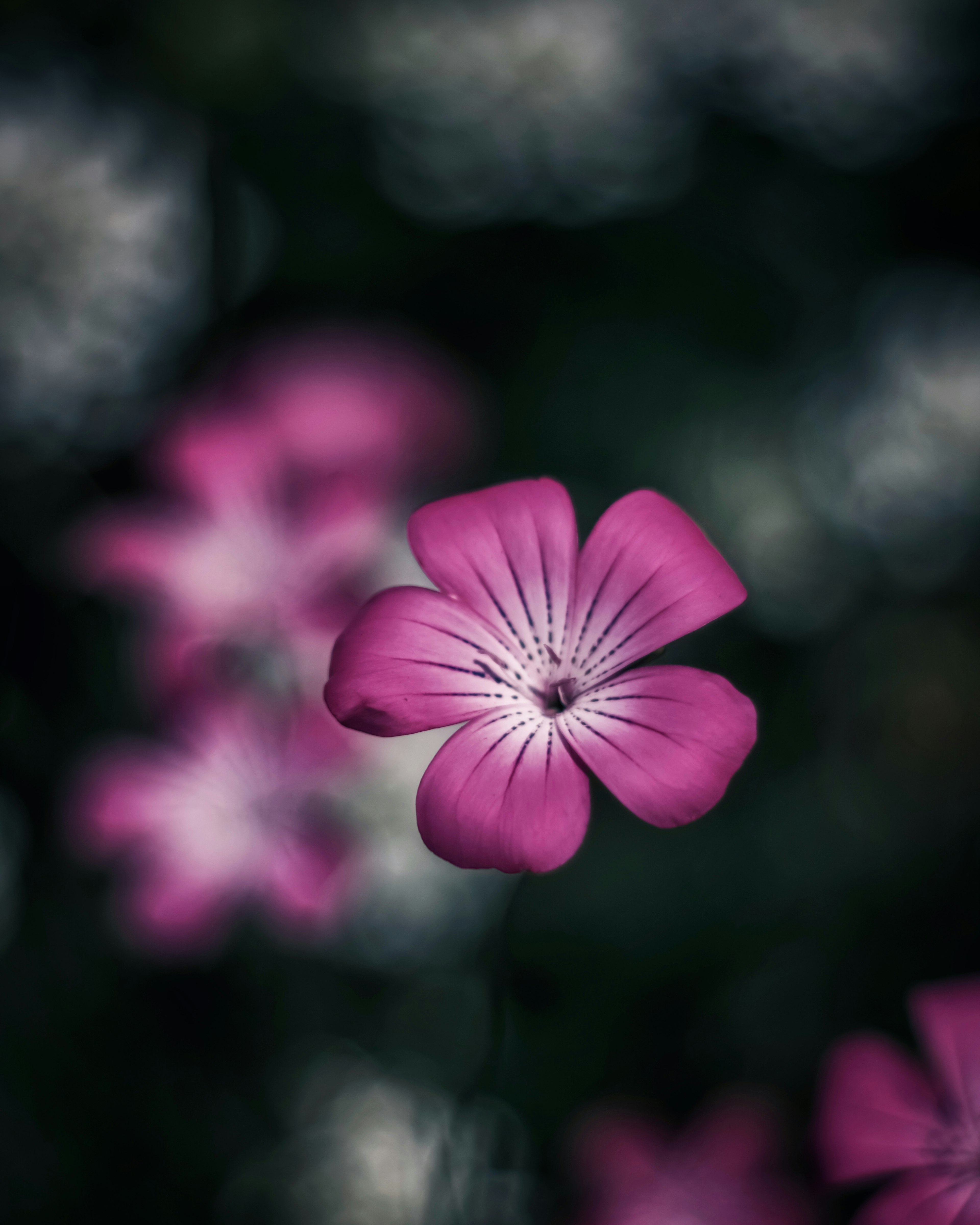 鮮やかなピンクの花が暗い背景に映える