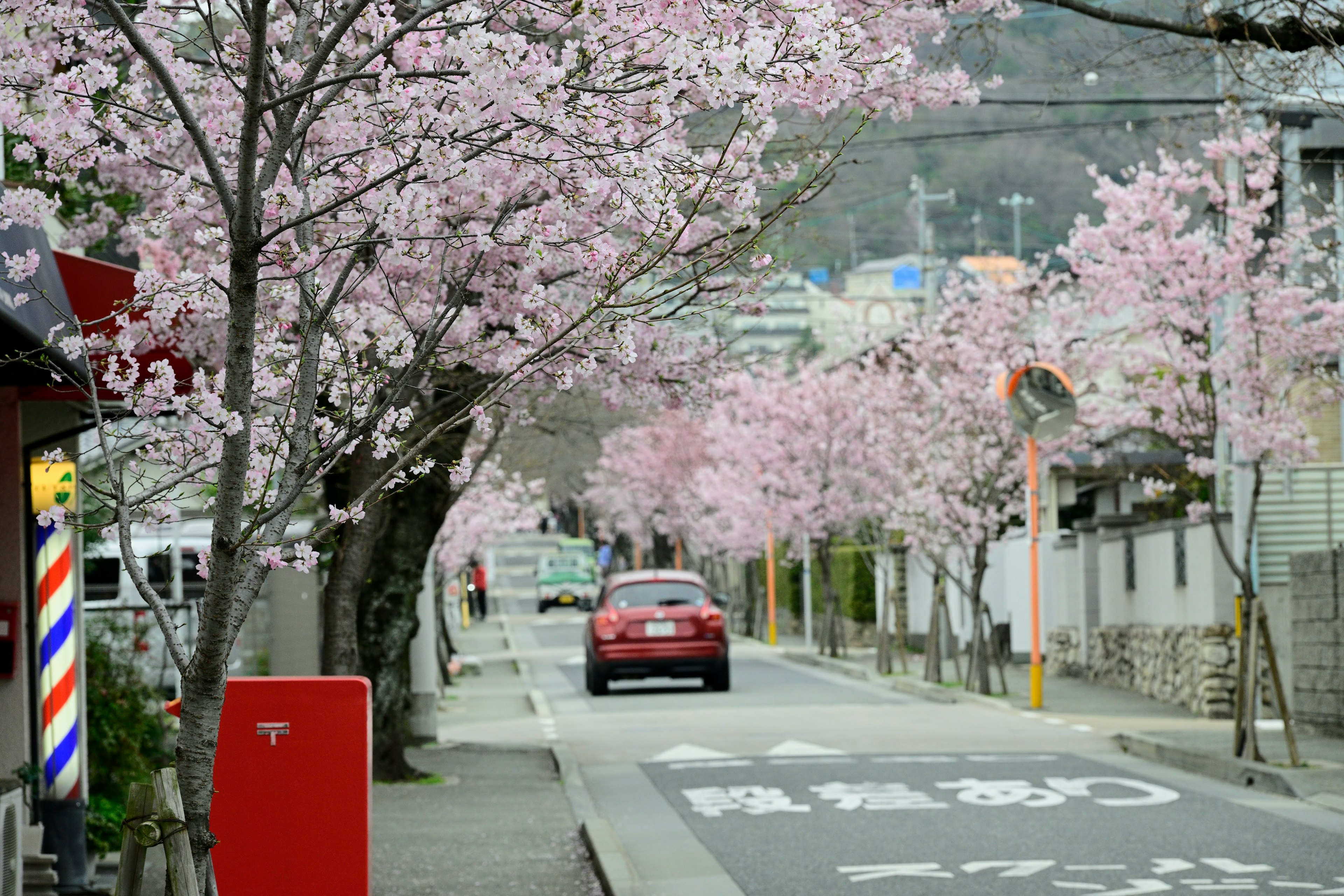 Una calle flanqueada por cerezos en flor con un coche rojo