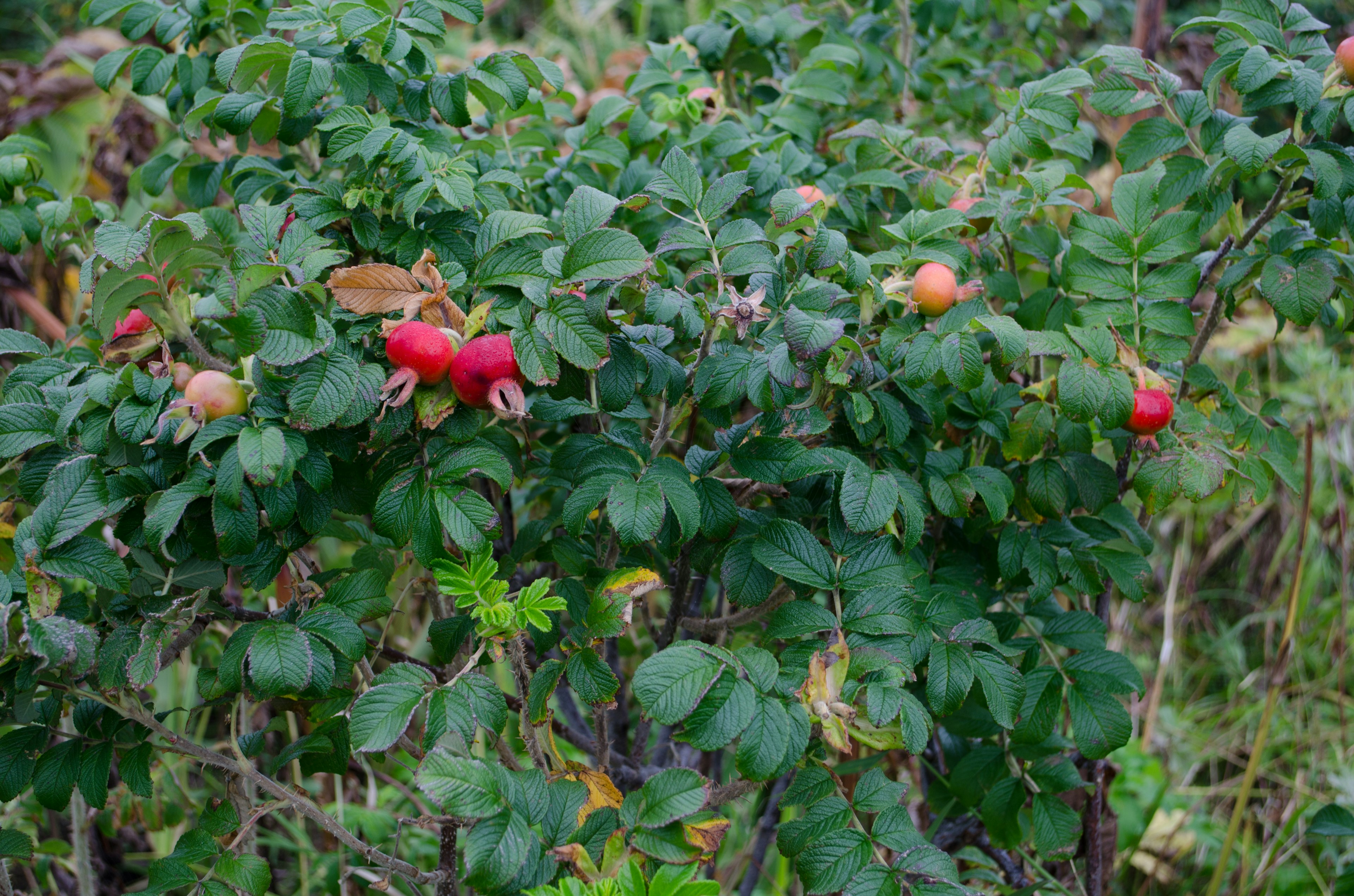 赤い実と緑の葉を持つ植物の生い茂る様子