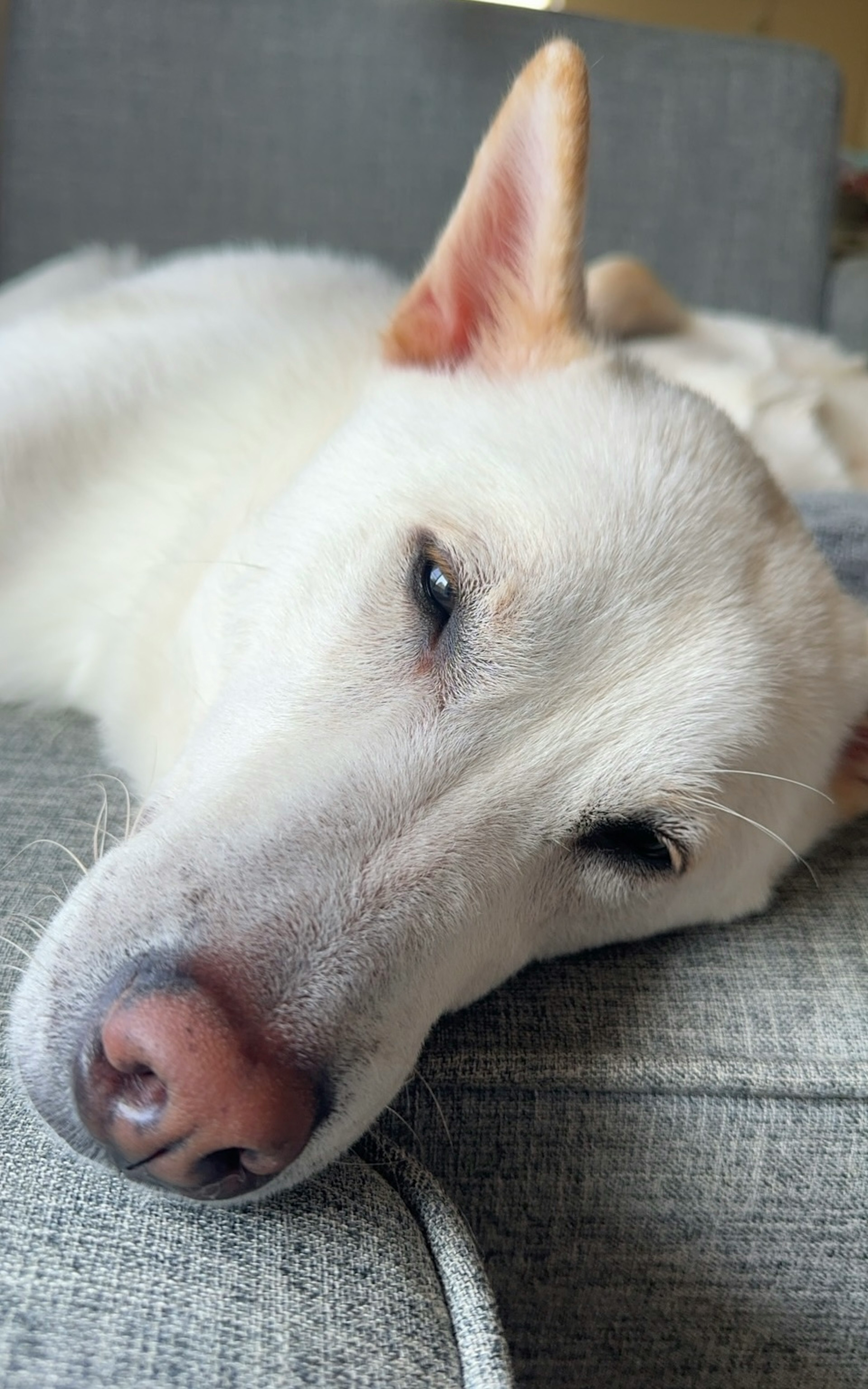 白い犬がソファで寝ている