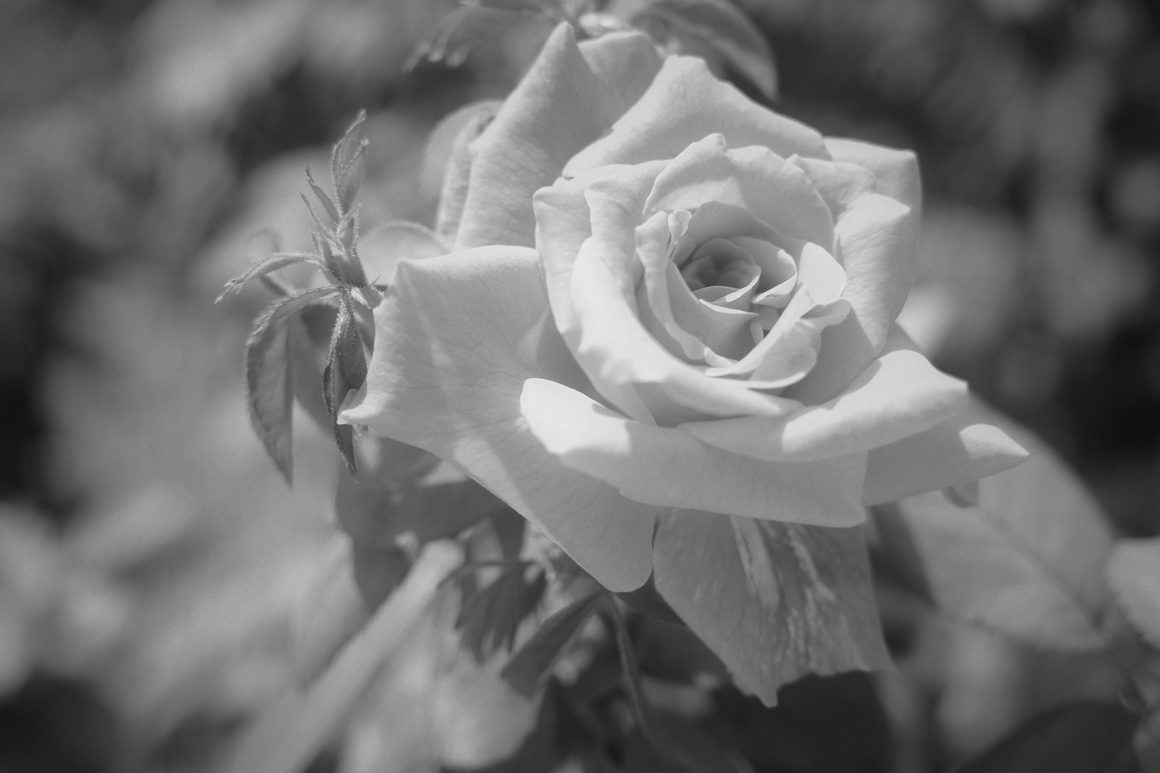 Un'immagine dettagliata in bianco e nero di un fiore di rosa