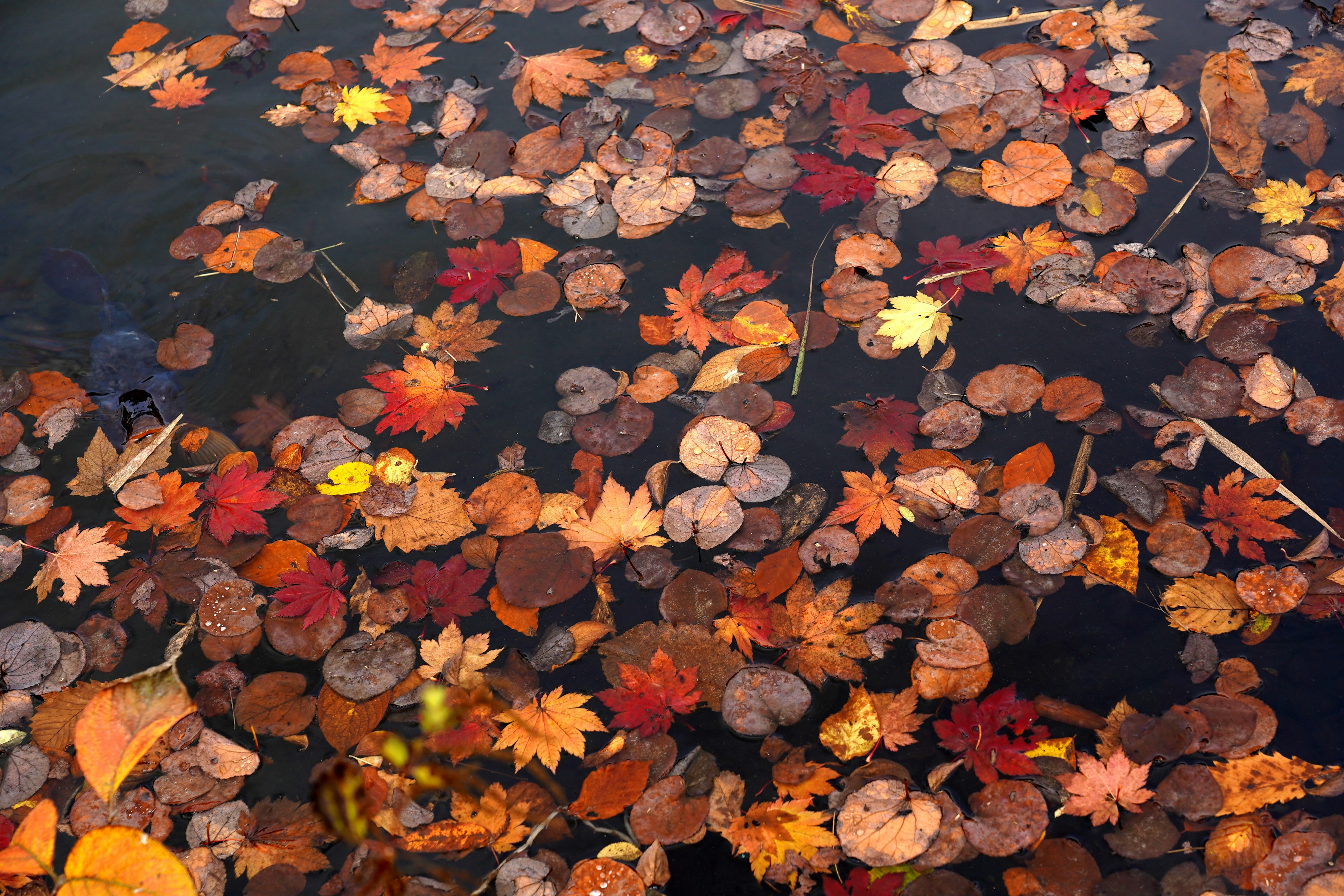 Feuilles d'automne colorées flottant à la surface de l'eau