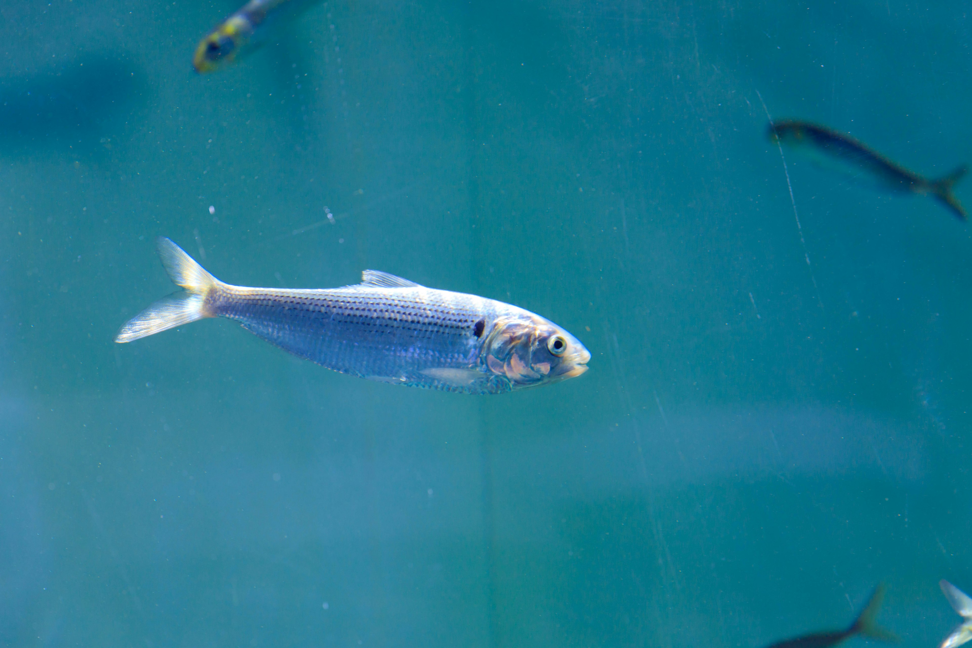 Gambar ikan yang berenang di air biru dengan ikan lain terlihat