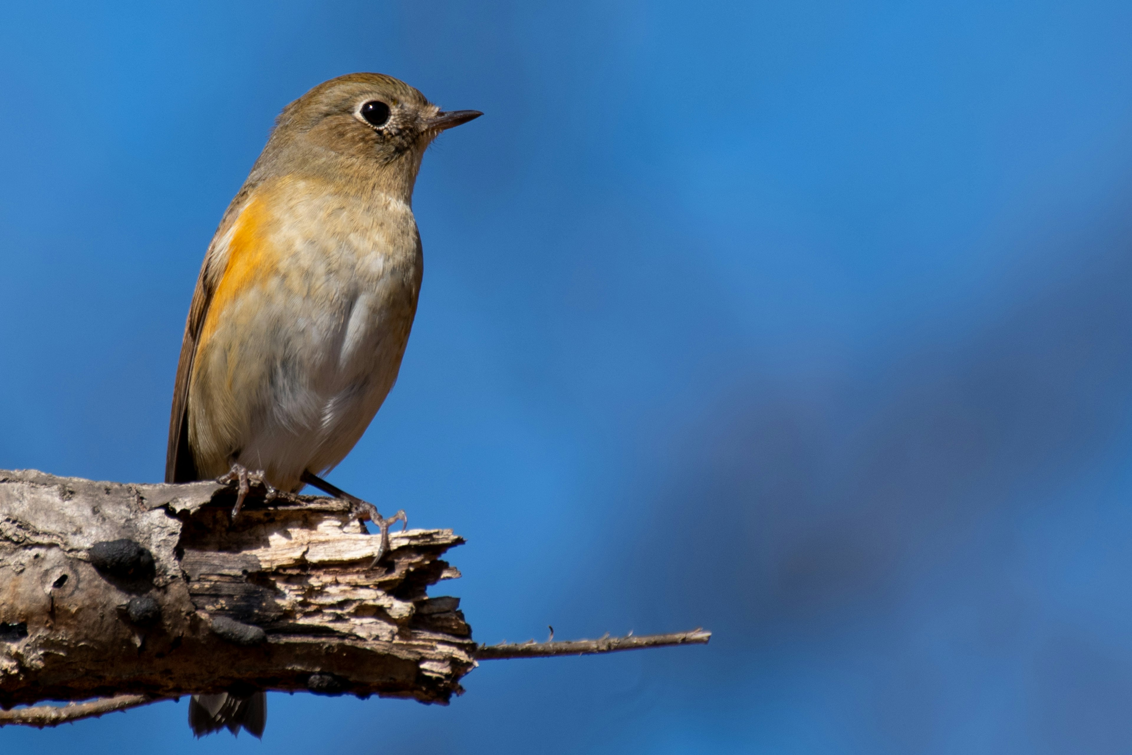 Ein klares Bild eines kleinen Vogels, der auf einem Ast unter einem blauen Himmel sitzt