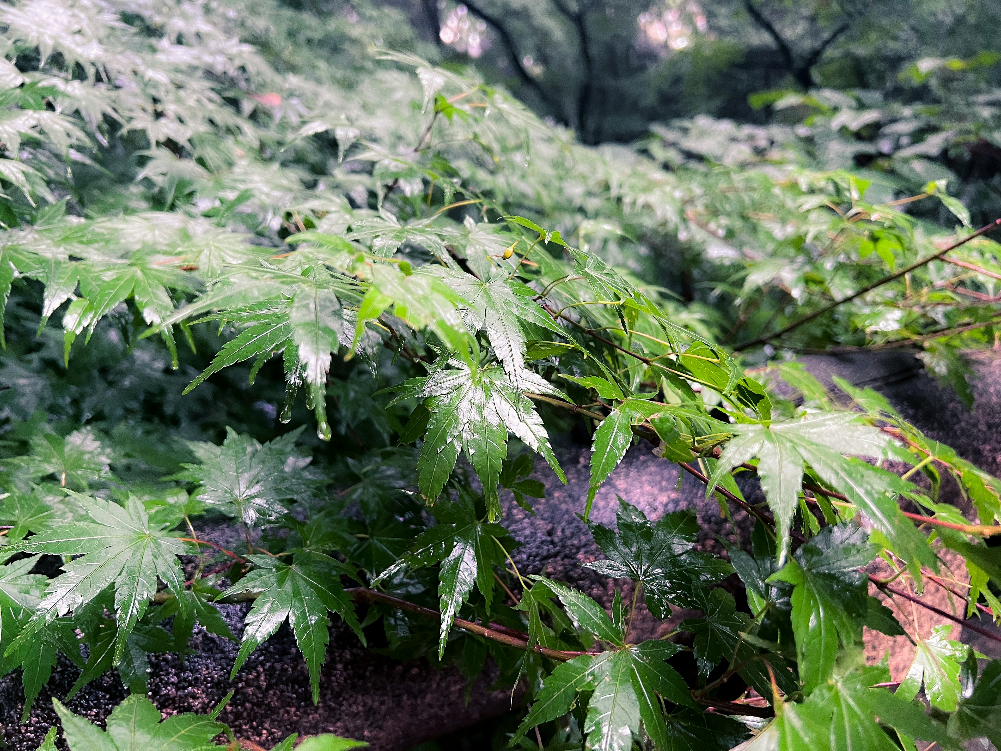 Primer plano de hojas verdes exuberantes con fondo de suelo húmedo