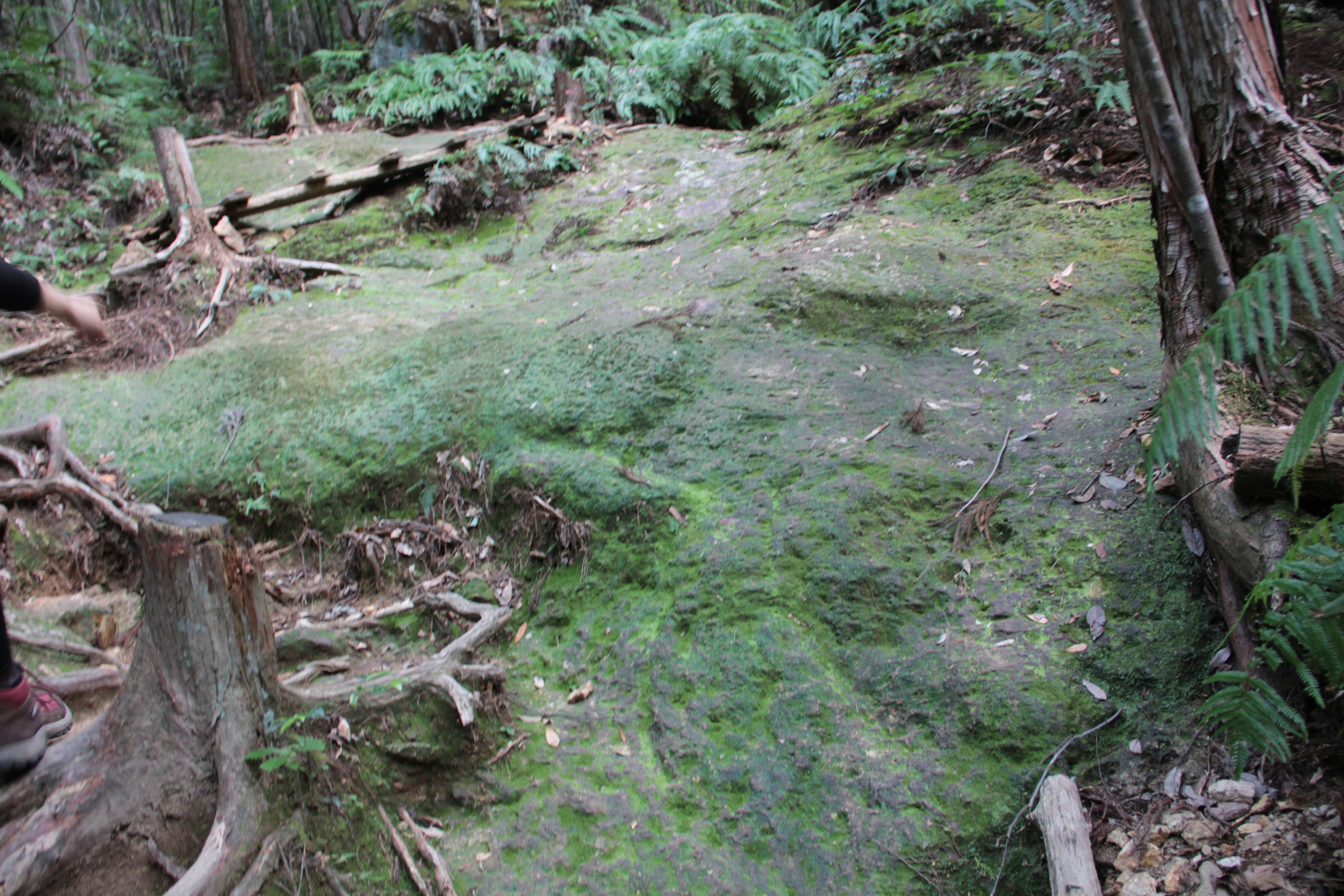 緑の苔に覆われた森の小道と倒木の風景