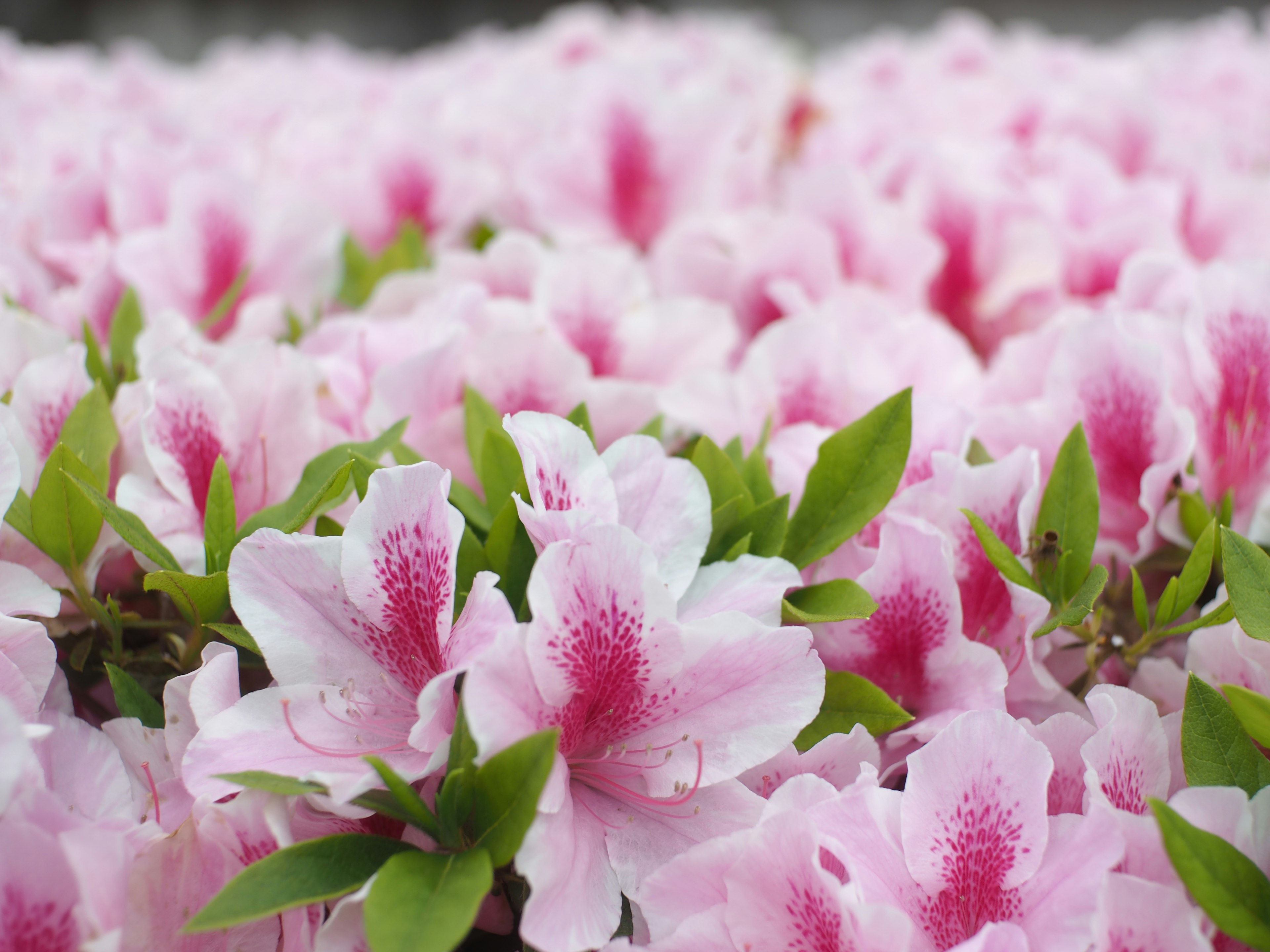 Eine Gruppe von Azaleenblüten mit rosa Blütenblättern und grünen Blättern