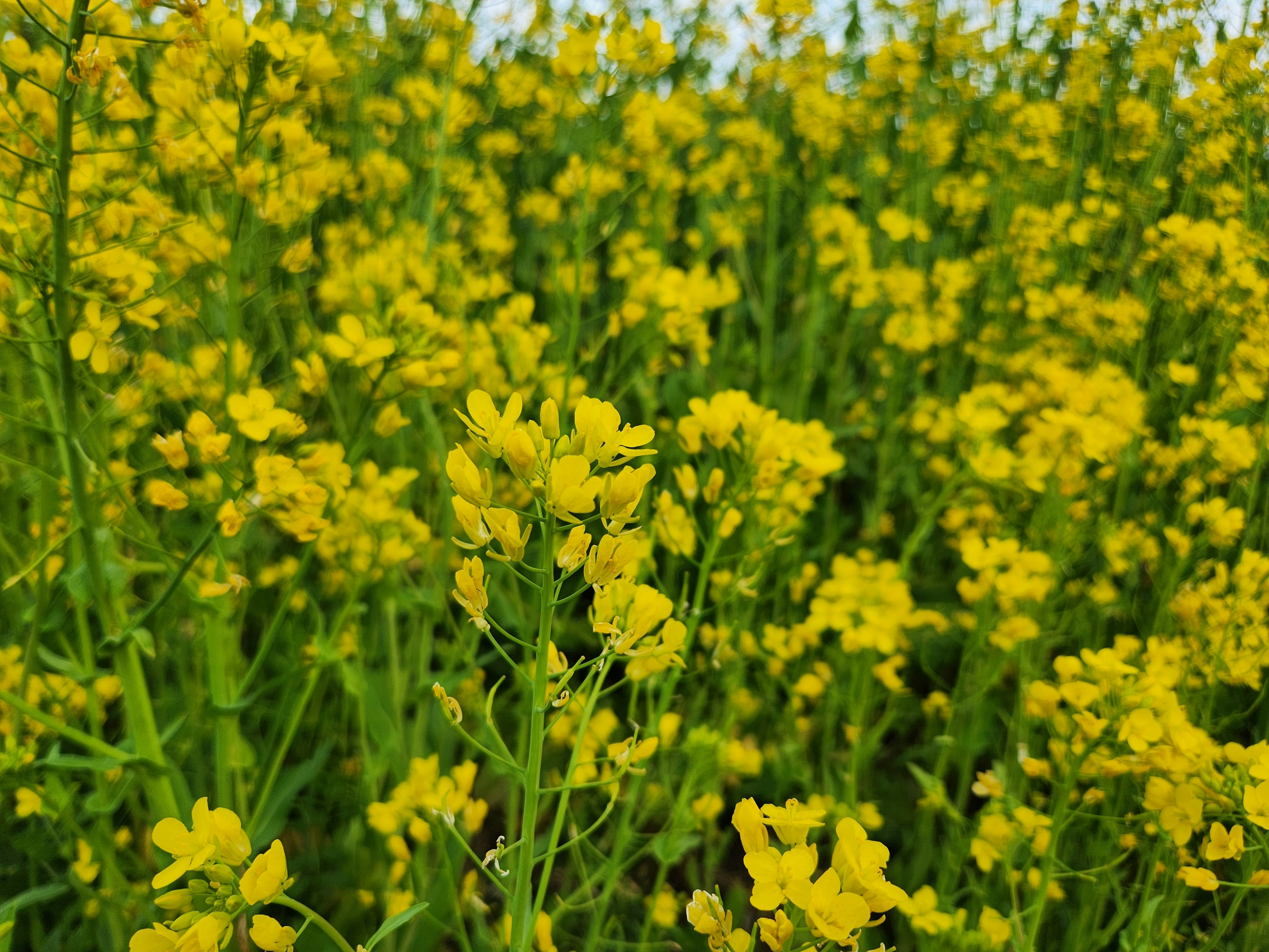 Vast field of blooming yellow flowers