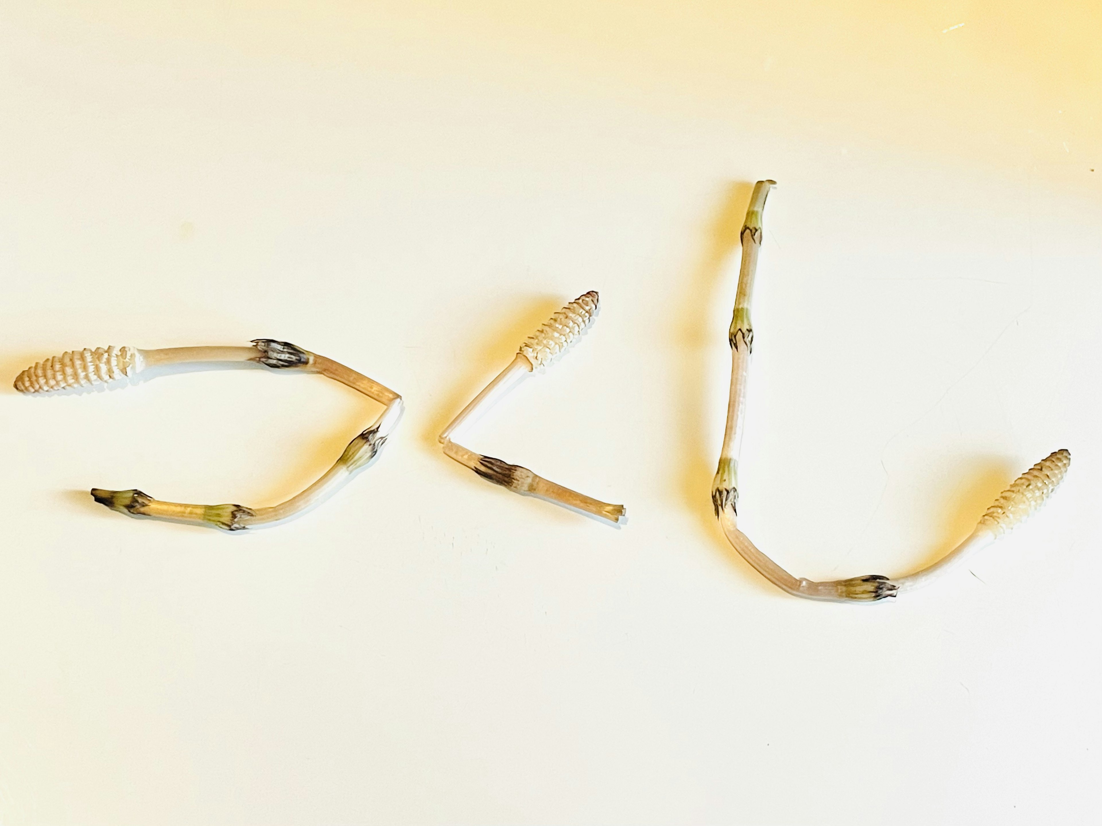 Letters formed by slender plant stems on a white background