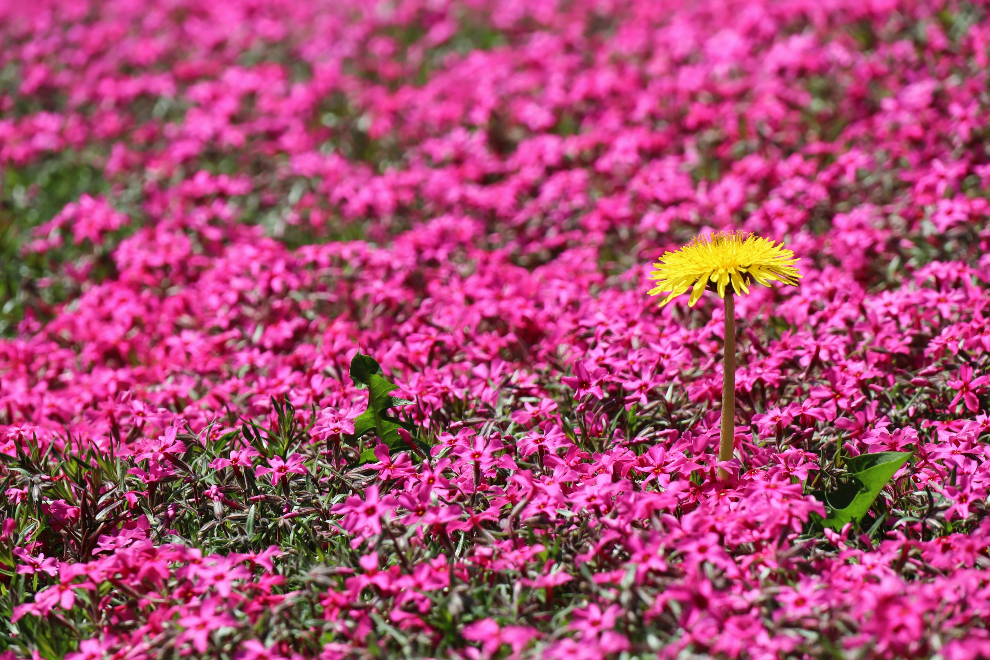 Una flor de diente de león amarilla rodeada de flores rosas vibrantes