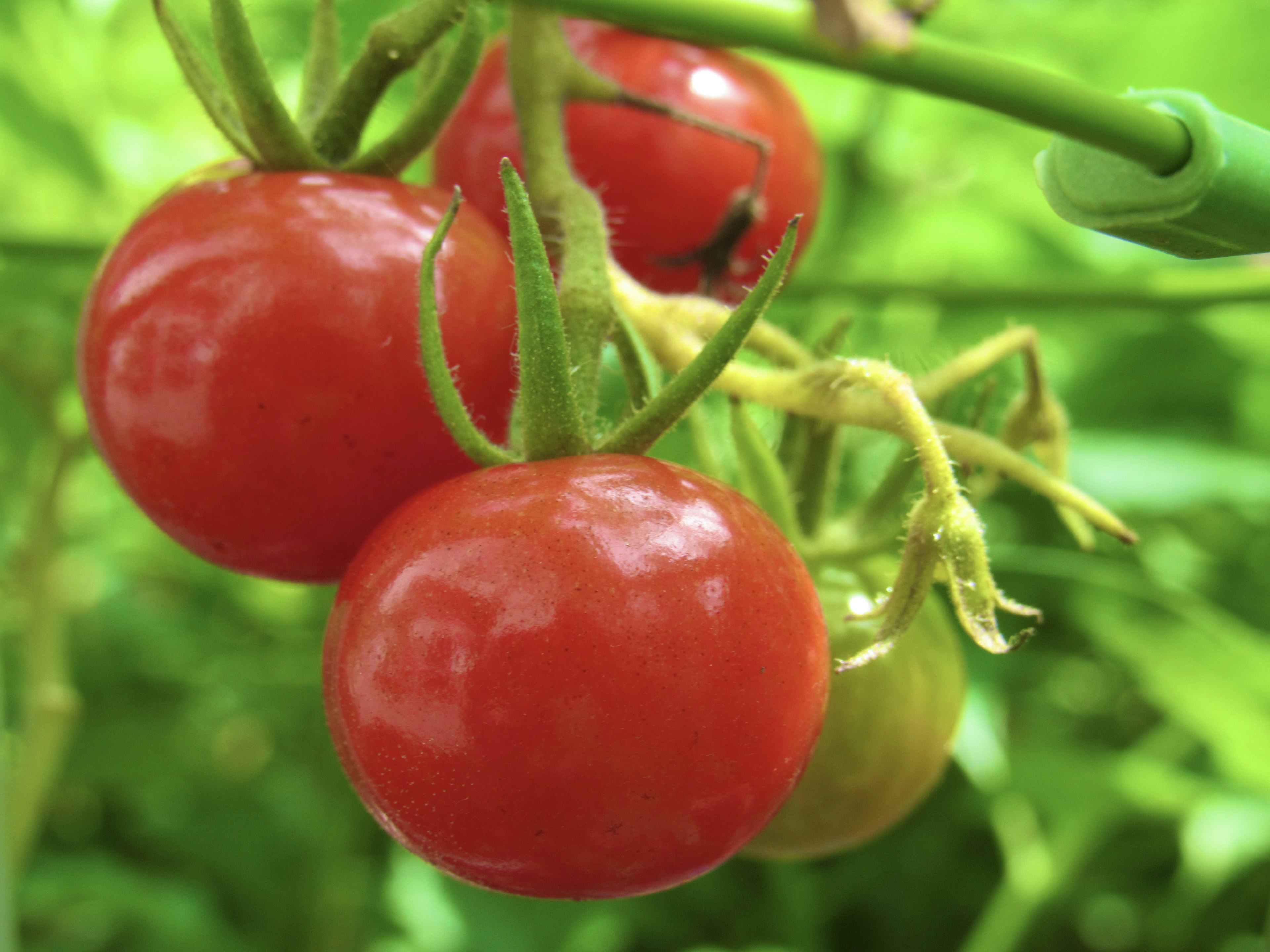 Red cherry tomatoes hanging against a green background